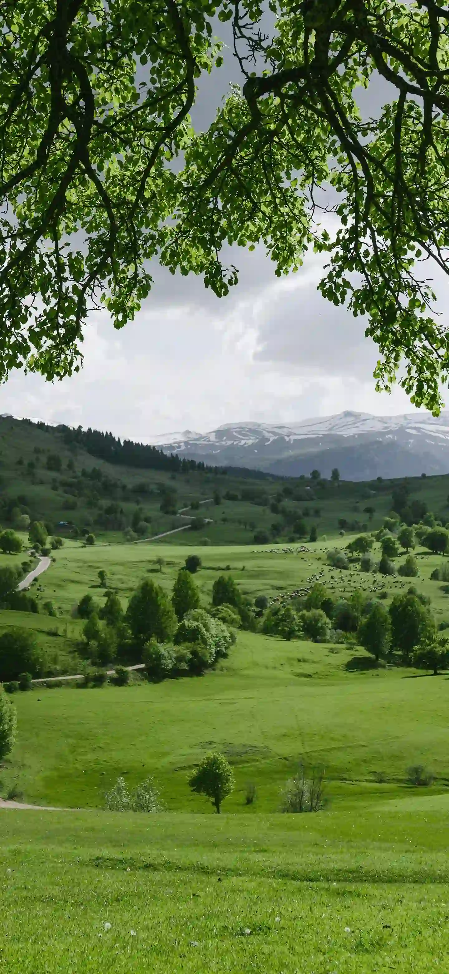 绿色养眼壁纸 大草原 绿色