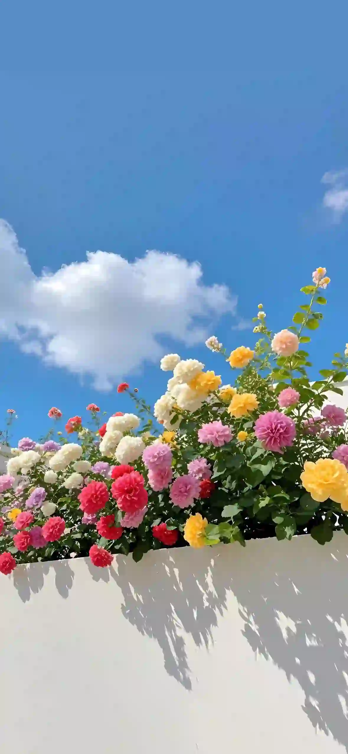 满园春色 花 鲜花 蓝天白云