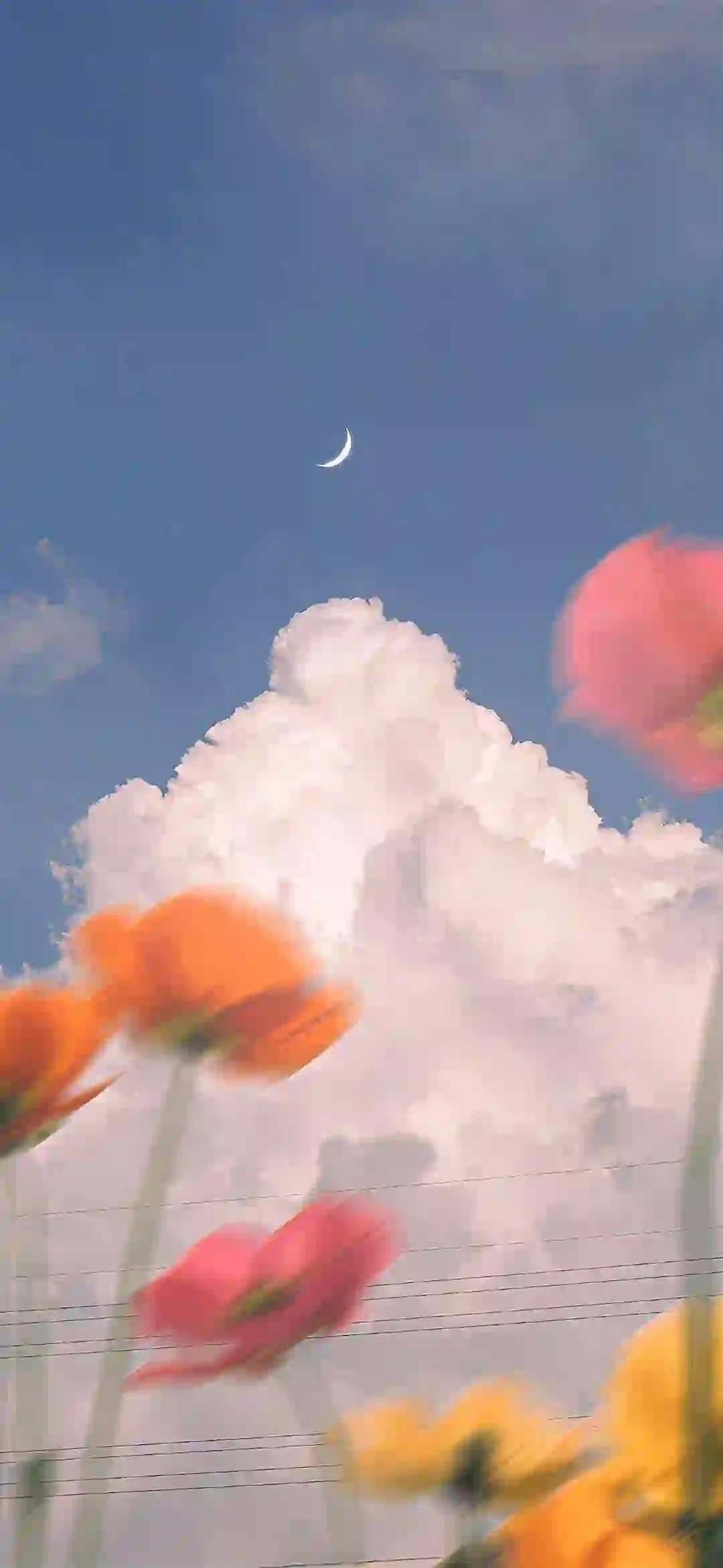 花朵 白云 艺术风格 