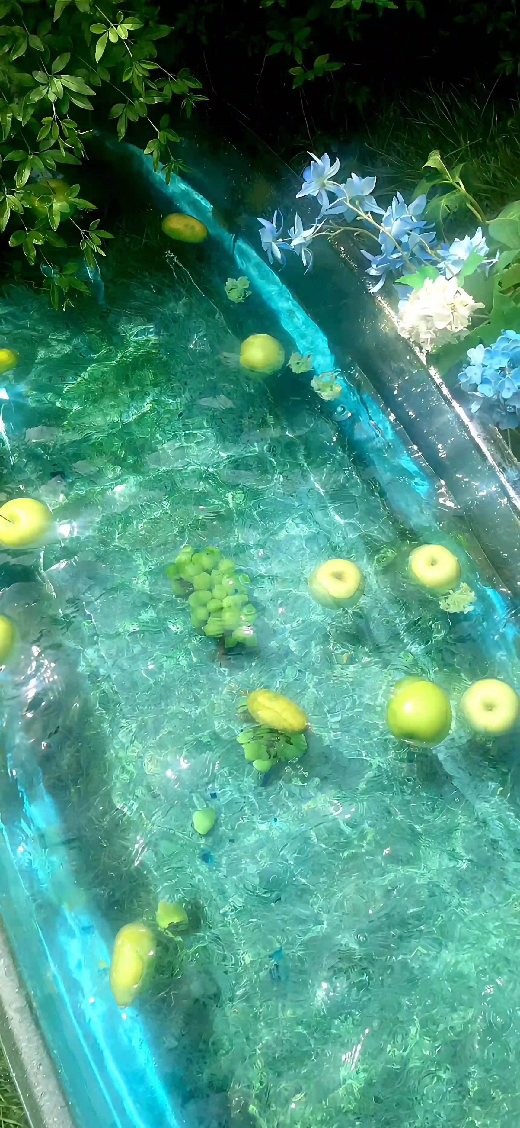 漂浮在水面上的水果 葡萄 苹果