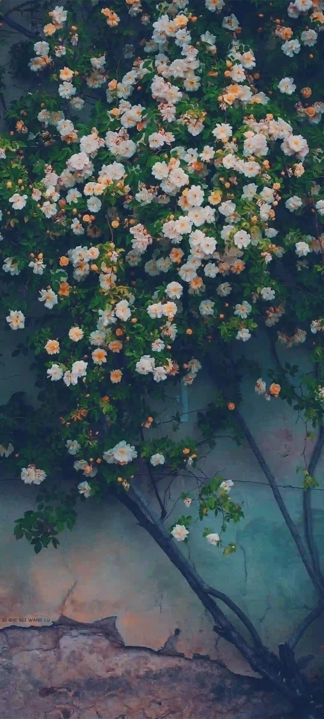 玫瑰花墙 白色玫瑰 橙色花心 复古墙面 自然花卉 唯美风景