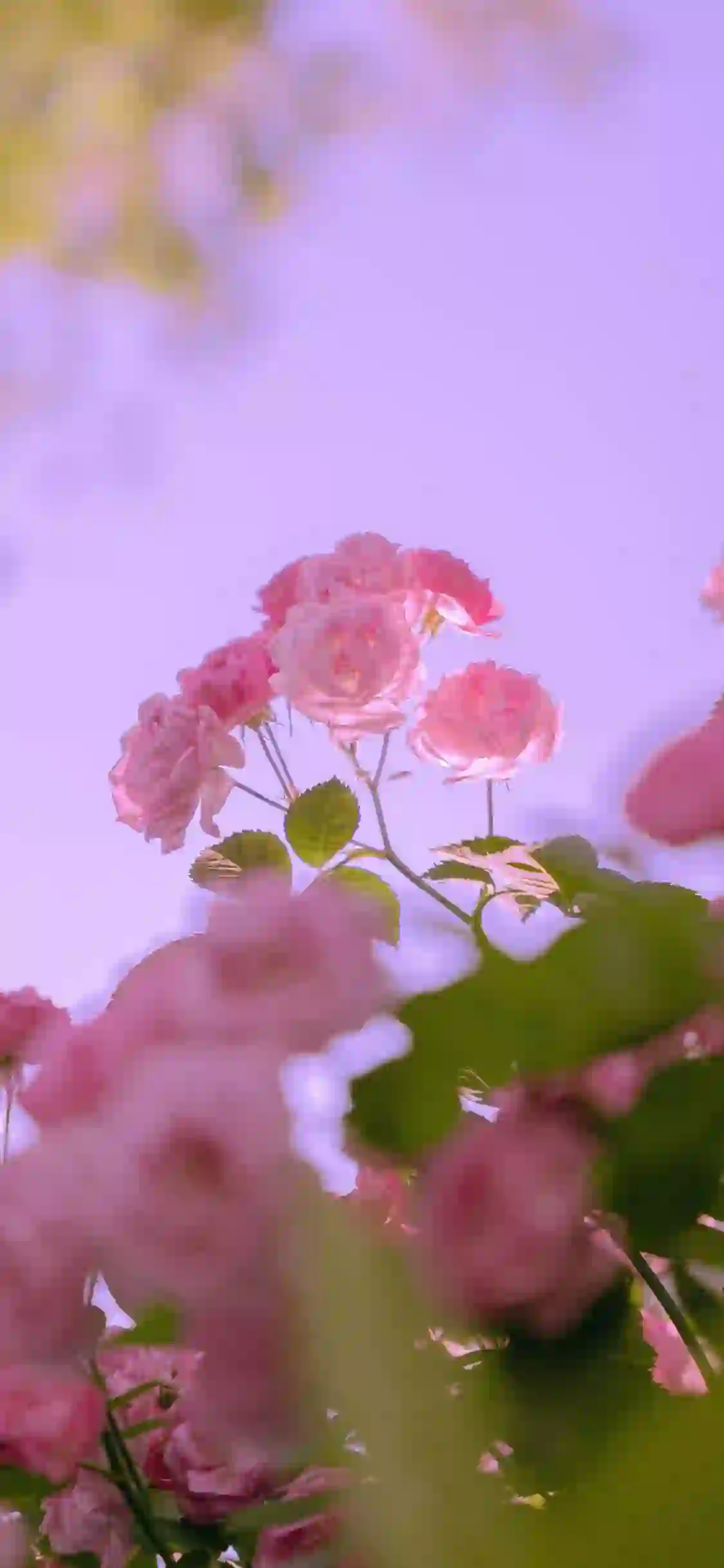 粉红色花朵 粉红色