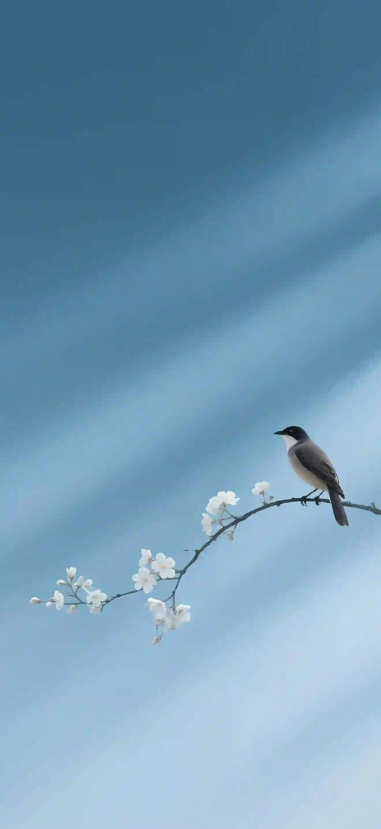 小鸟 花枝 白色花朵 蓝色背景 自然风景 极简唯美