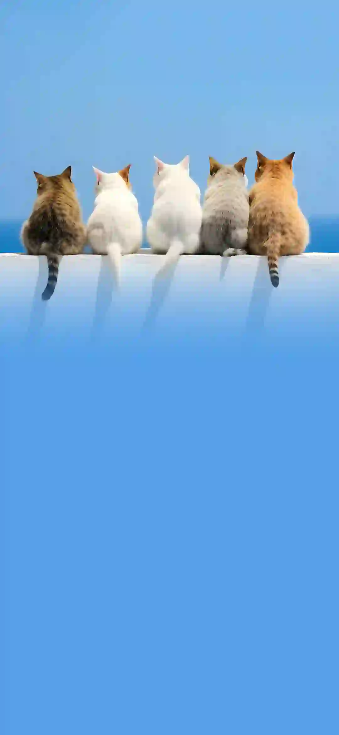 可爱小猫咪 排排站 可爱