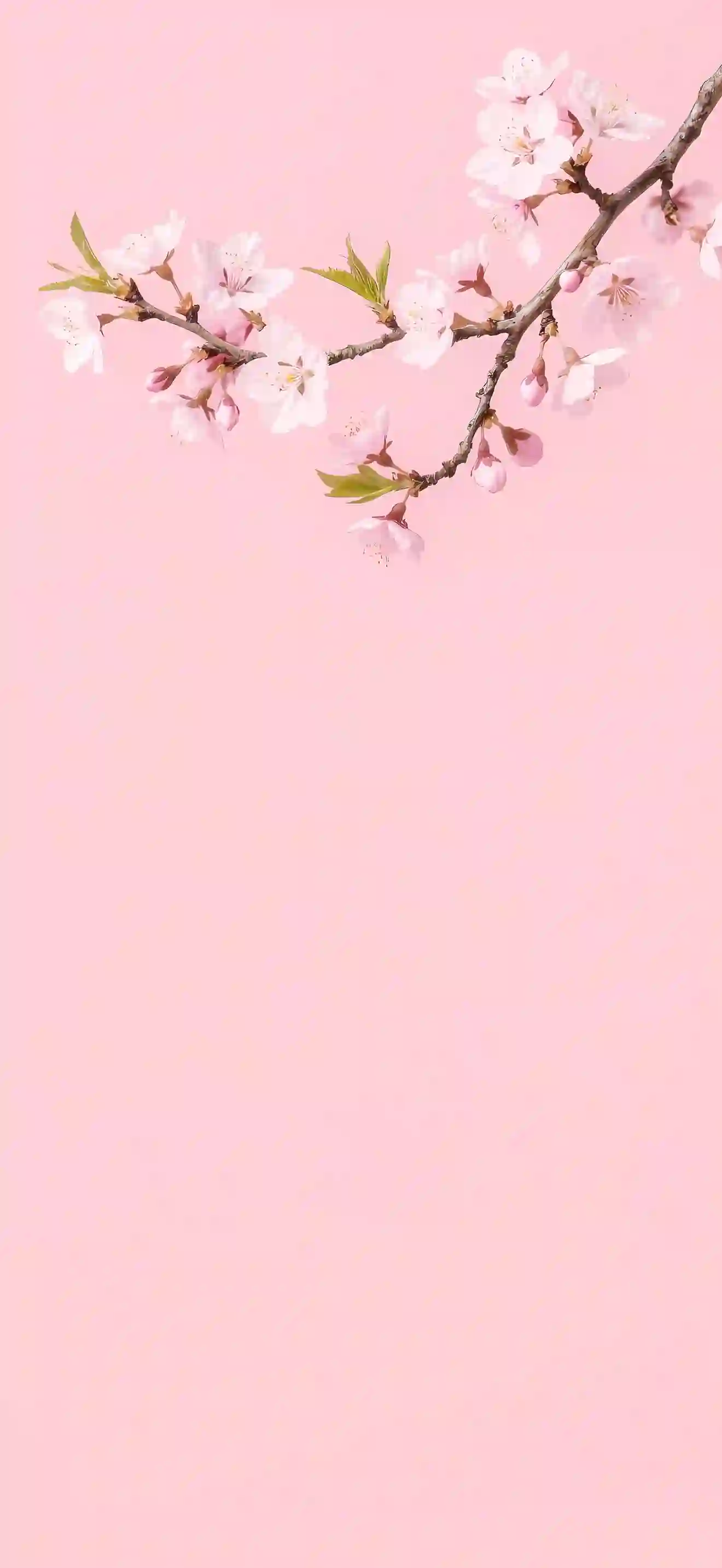桃花 粉色背景 春季花卉 简约壁纸 花枝 清新