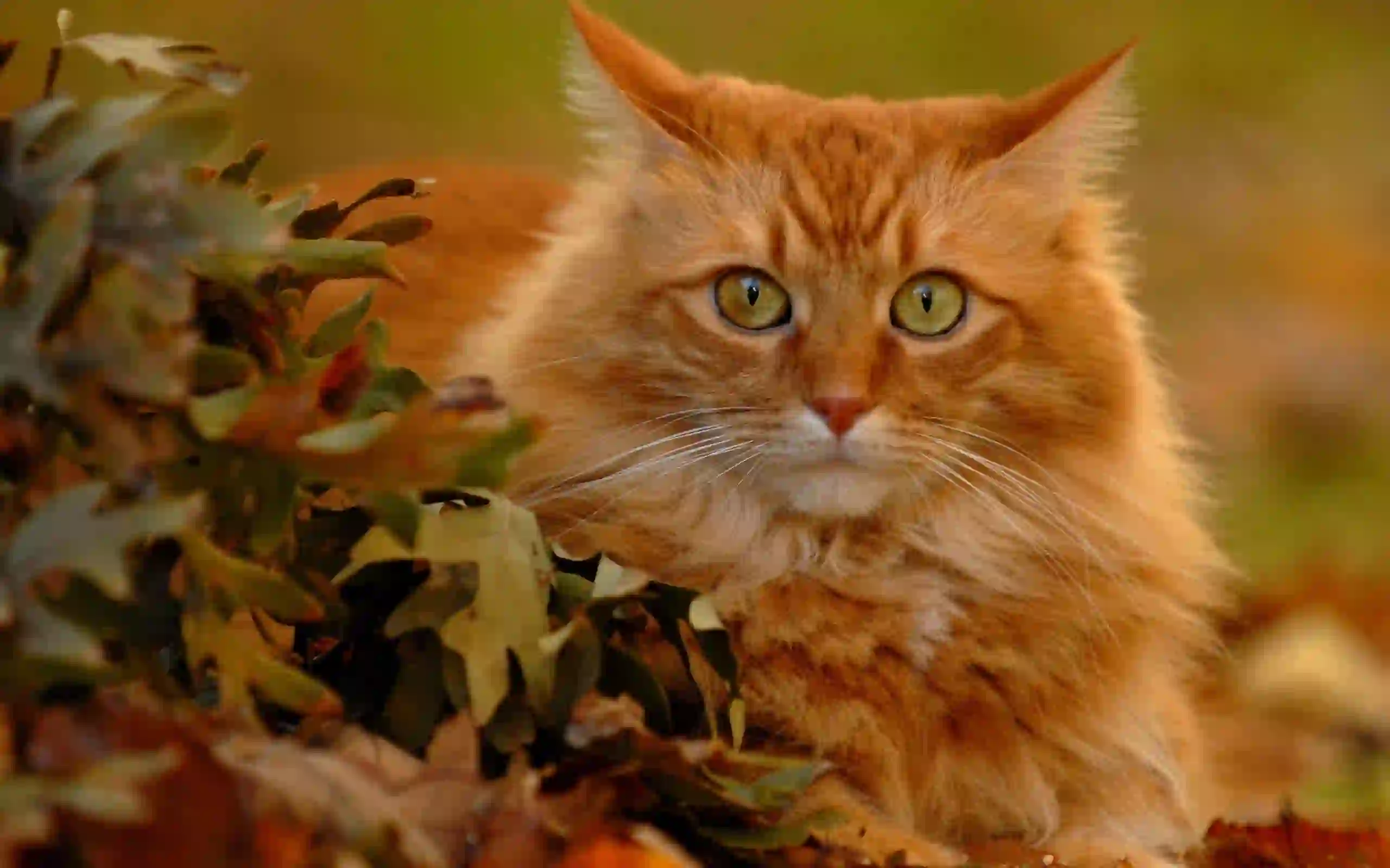 小橘猫 可爱小猫咪
