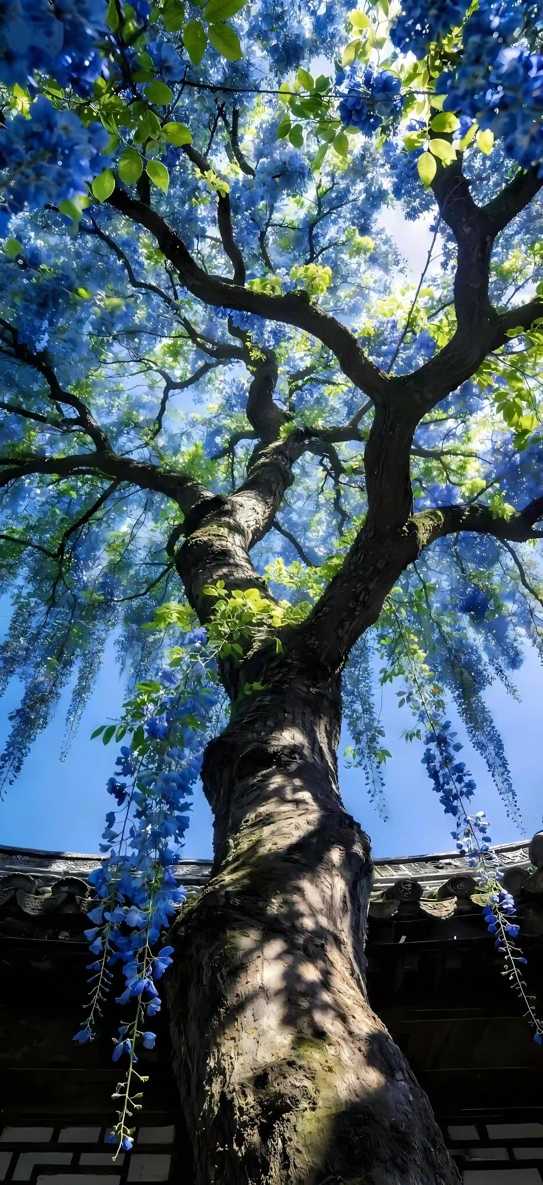 蓝花紫藤 古树 仰拍 古建筑 蓝天白云 花海 风景壁纸