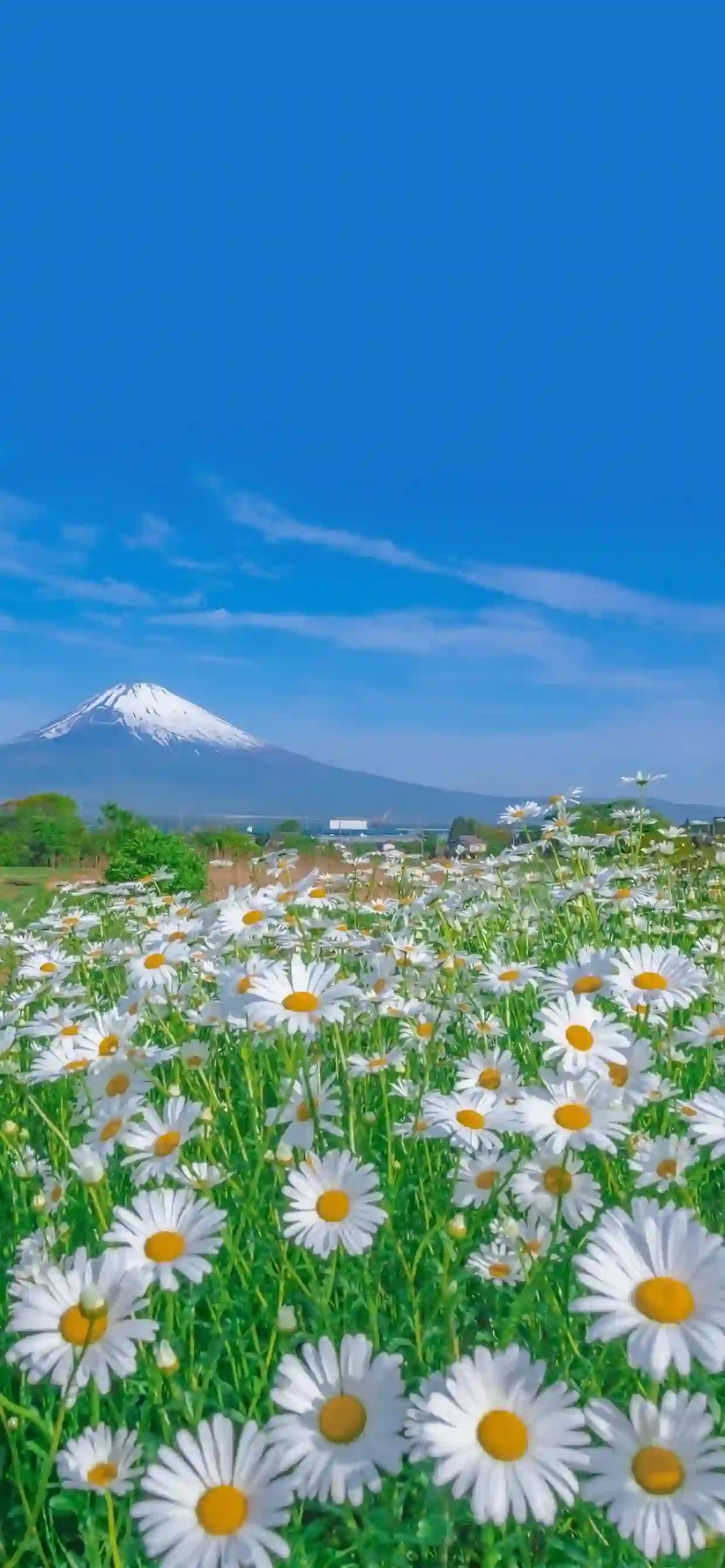 满山遍野的菊花 白色菊花 蓝天白云 雪山