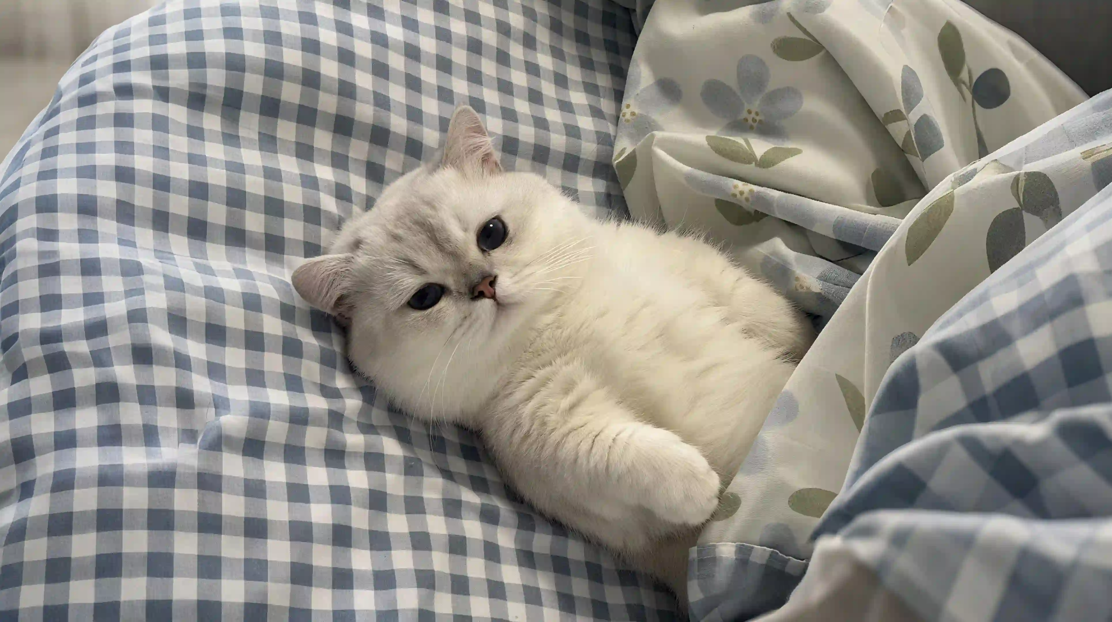可爱小猫咪 猫咪 赖床的小猫咪