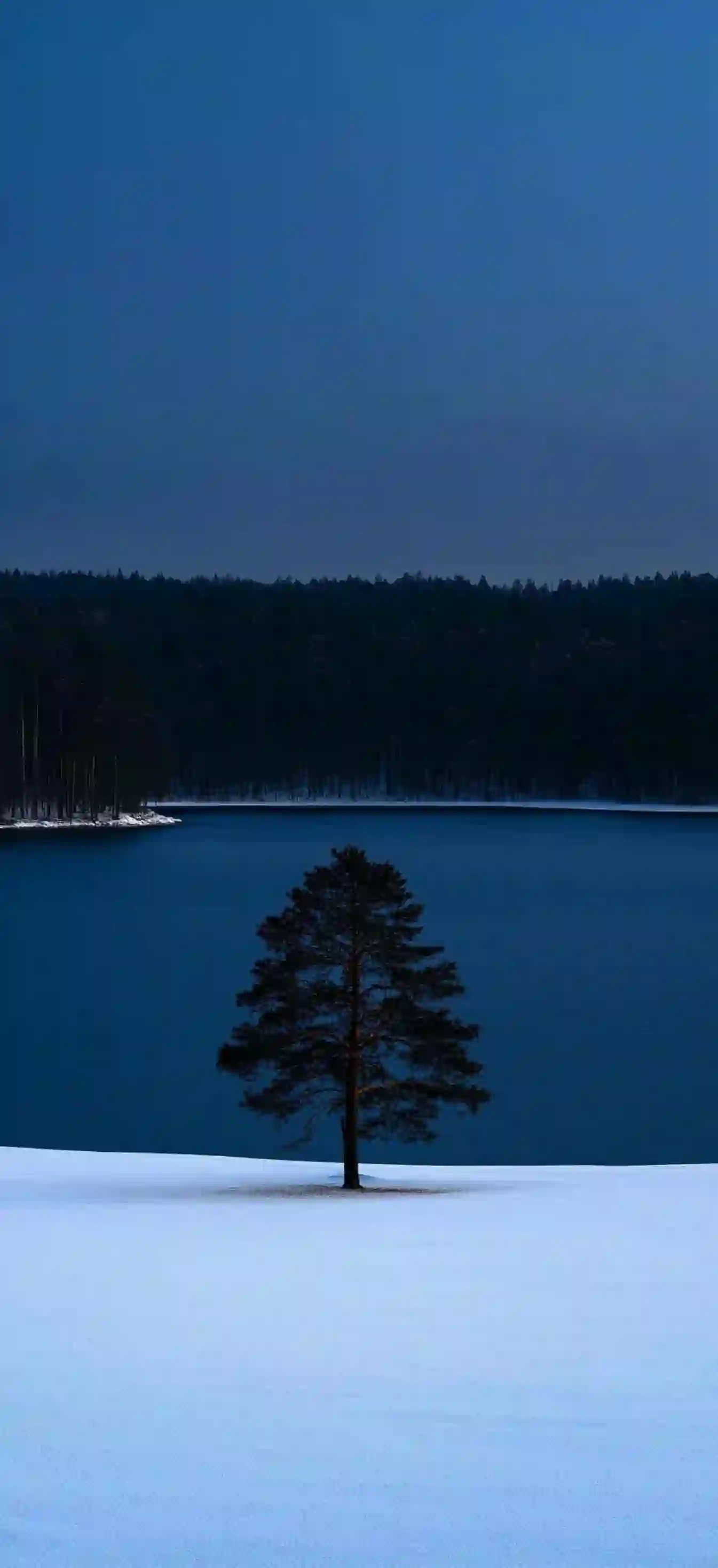 雪地 孤树 湖泊 冬季 风景 壁纸