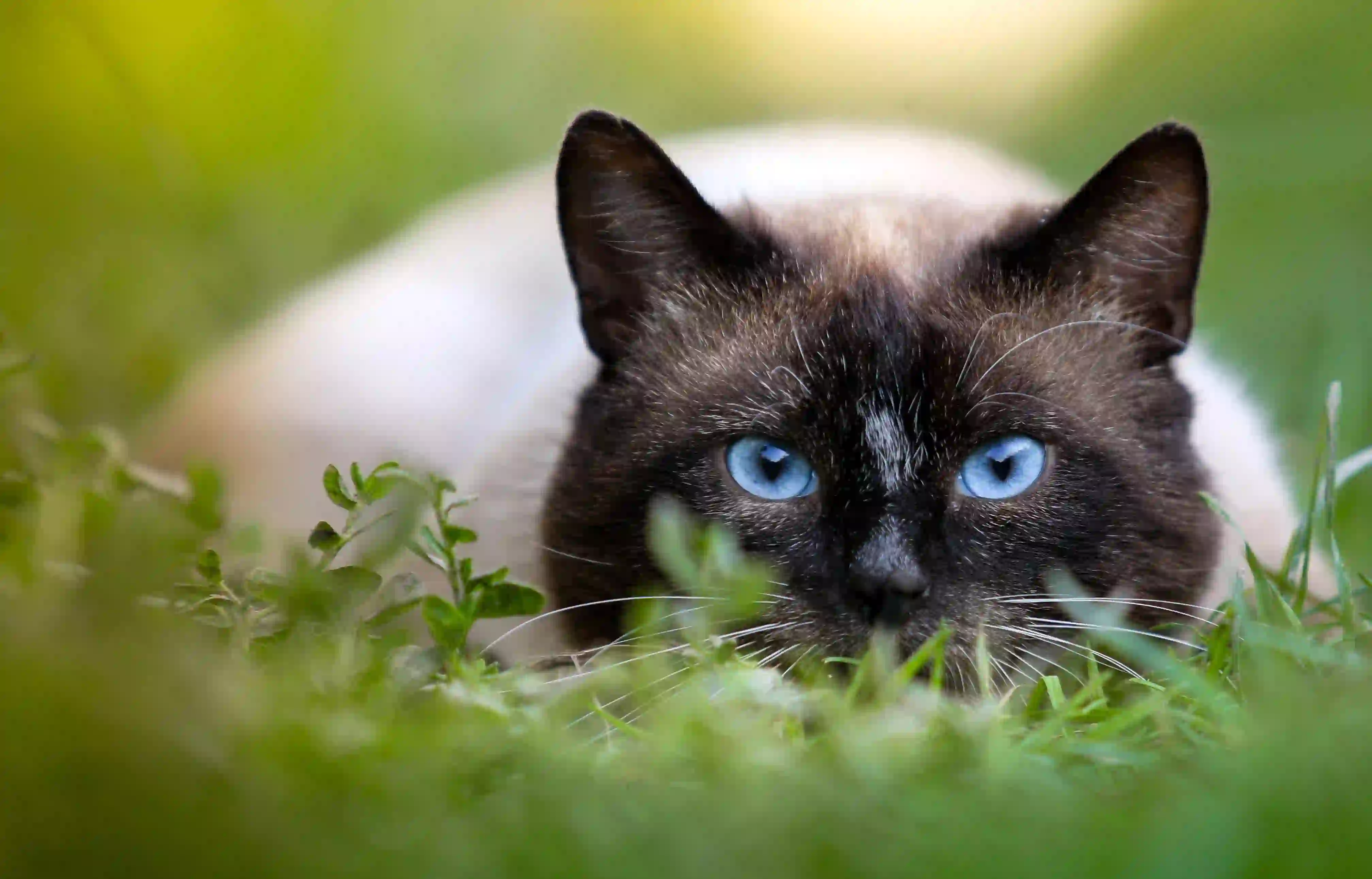 可爱小猫咪 趴在草地上的小猫