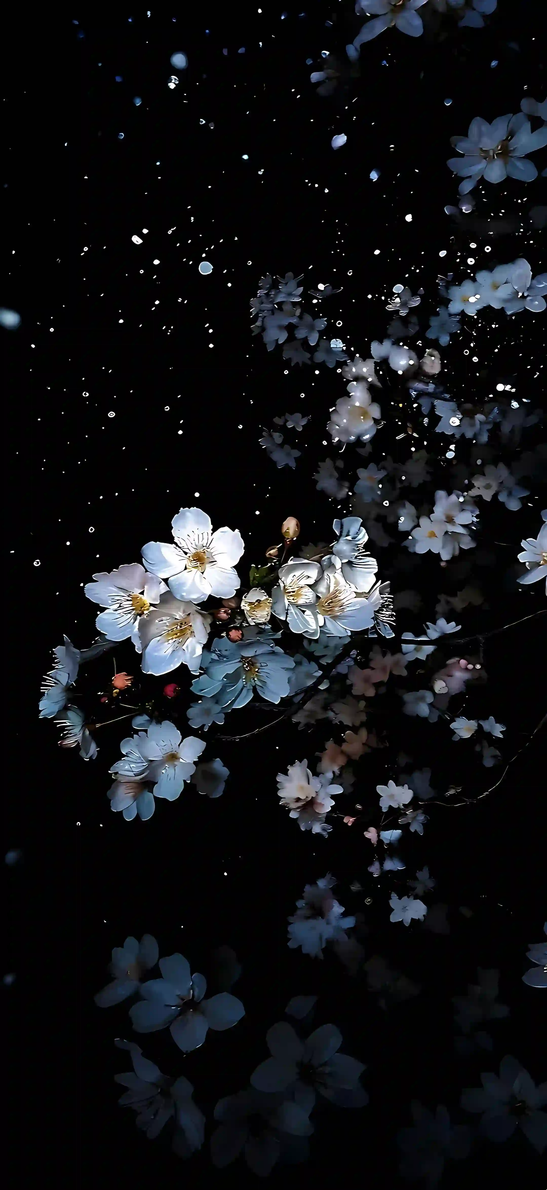 唯美花卉 暗调摄影 白色花朵 蓝色花瓣 黑色背景 光斑 倒影