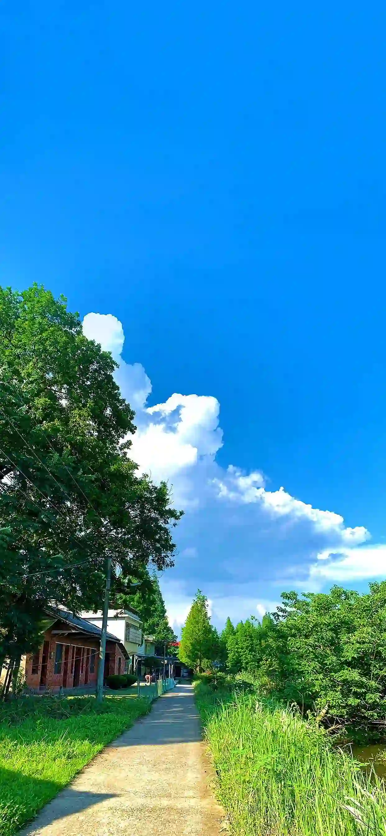 乡村小道 绿色养眼 树木 小屋