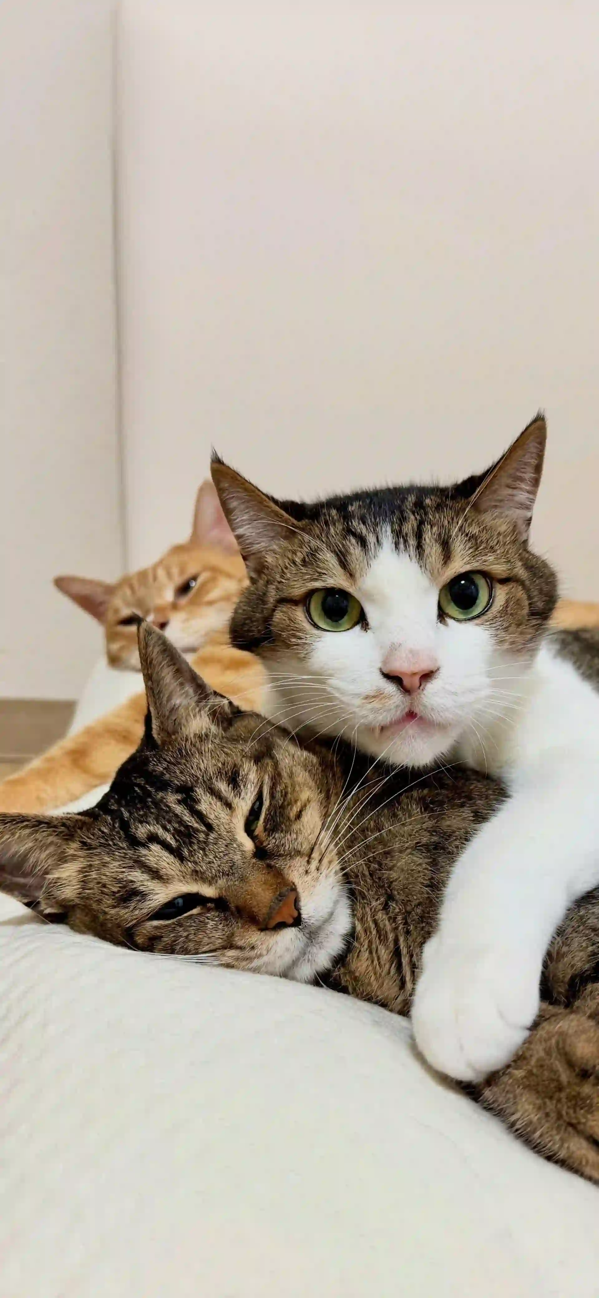 猫咪 萌宠 可爱 治愈 室内
