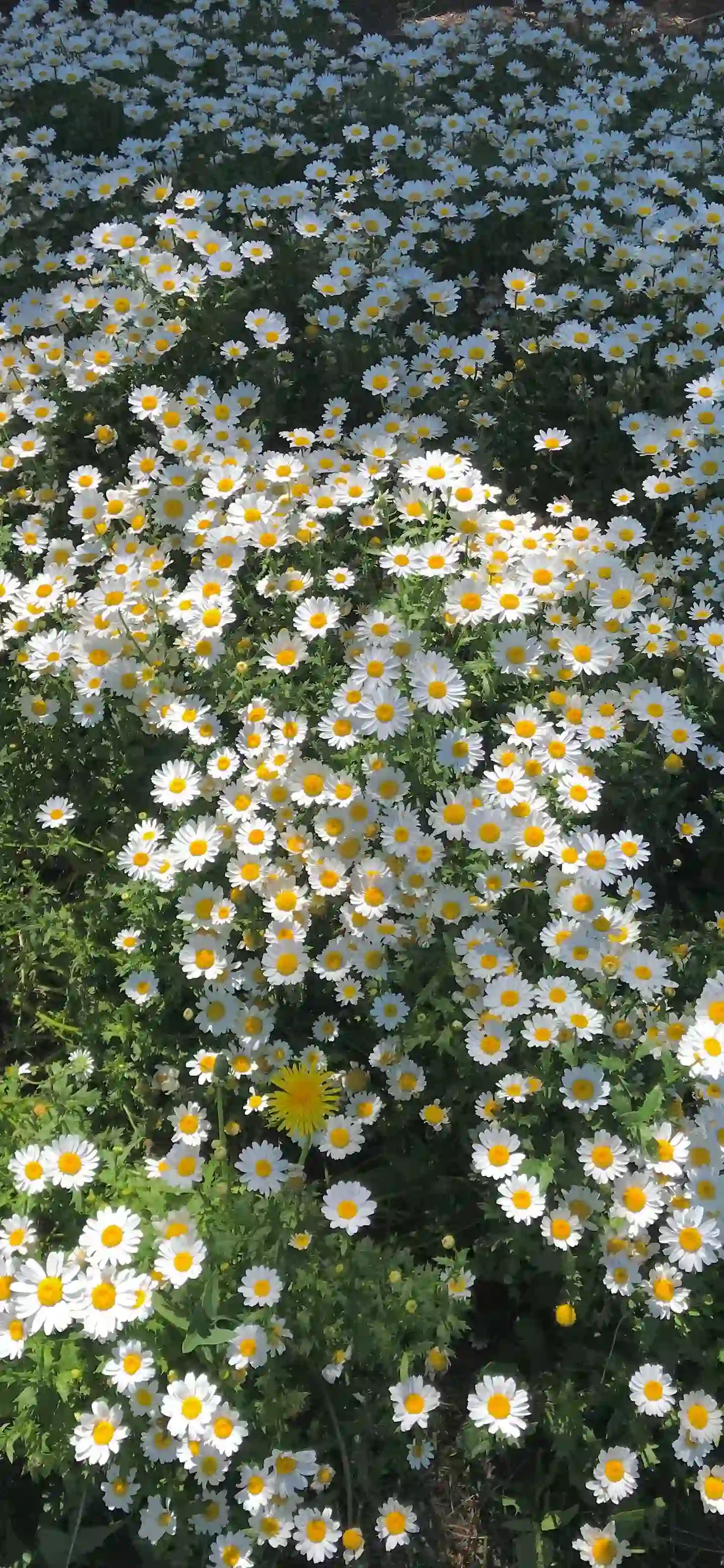 漫山遍野的白色菊花 花