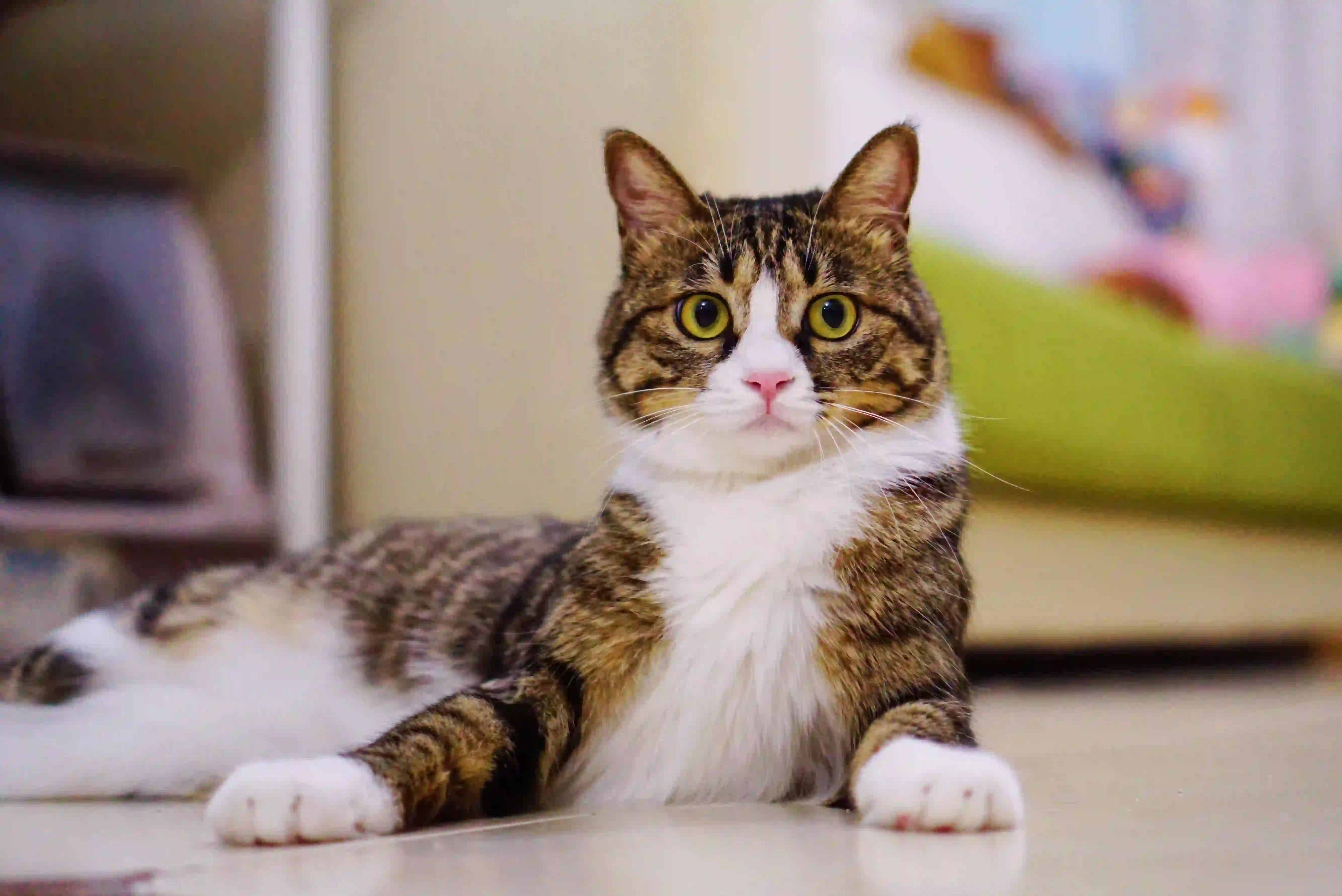 可爱狸花猫 可爱猫咪 萌宠