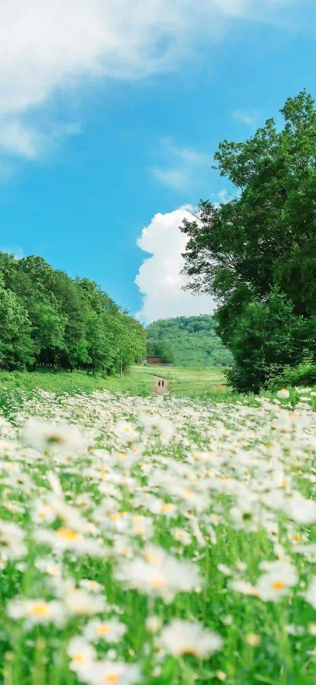 漫山遍野的花 蓝天白云 绿树