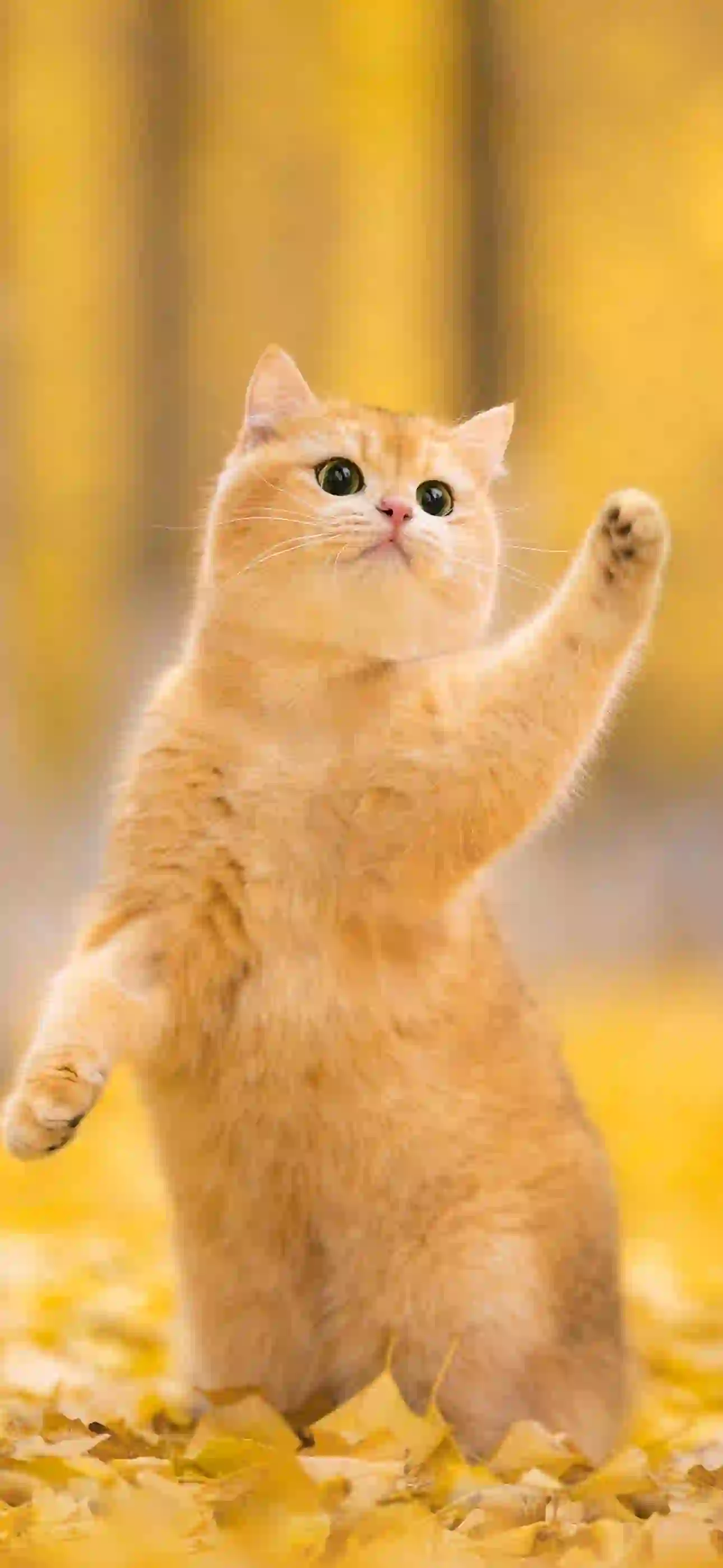 秋天落叶 可爱小猫 小黄