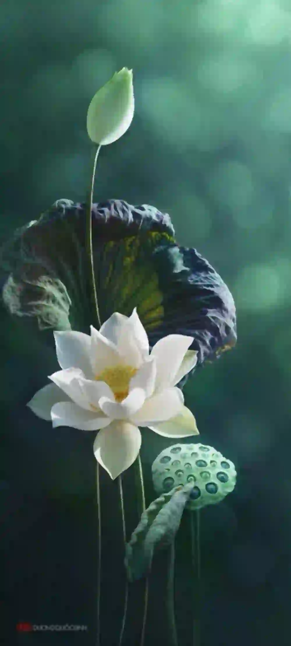 青莲 出淤泥而不染 荷花 莲藕