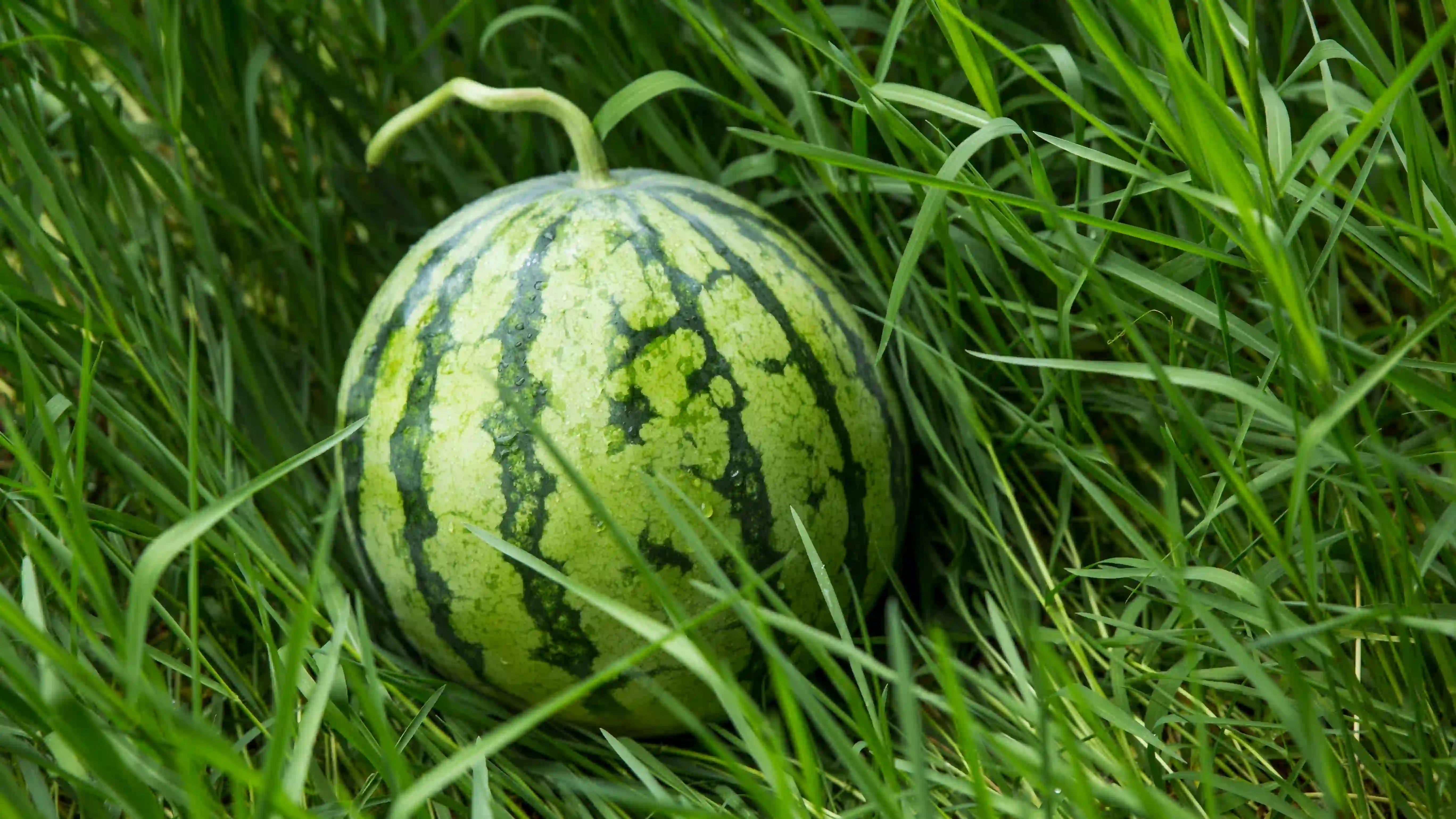 绿草地 西瓜 夏日炎炎 野生西瓜
