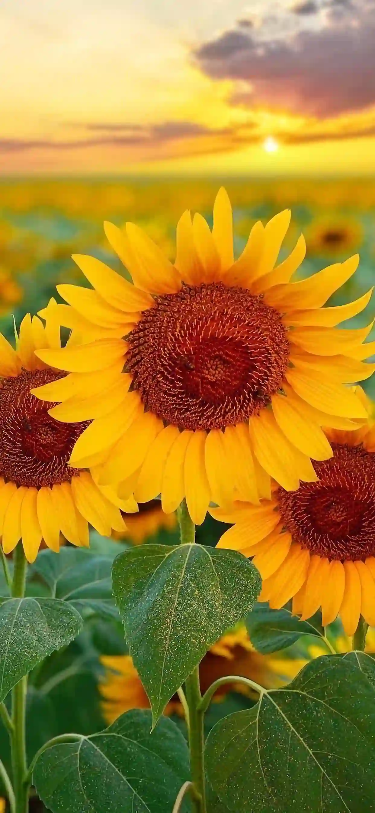 花 向日葵 太阳 