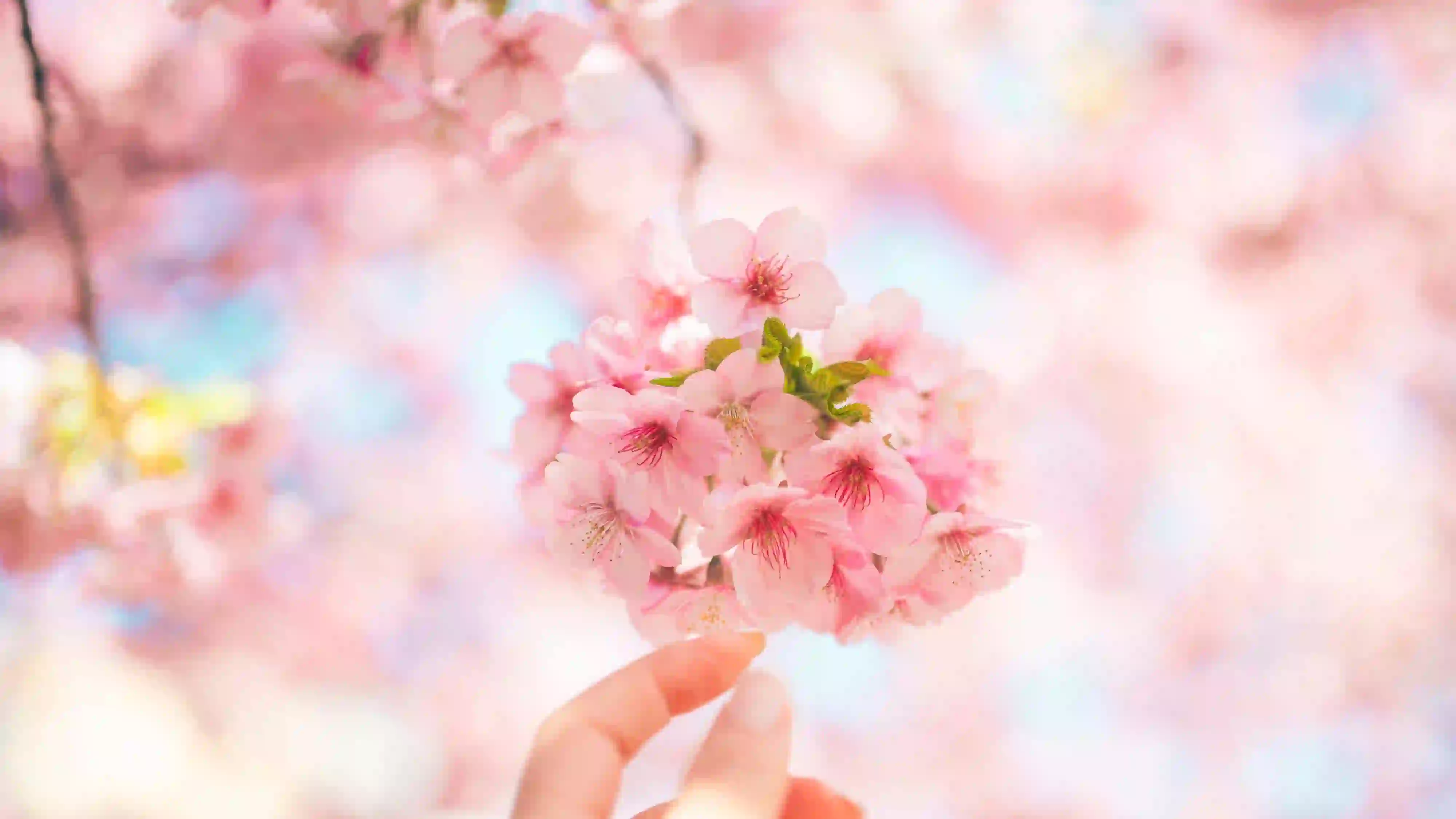 繁花 花朵 春意盎然 红色樱花