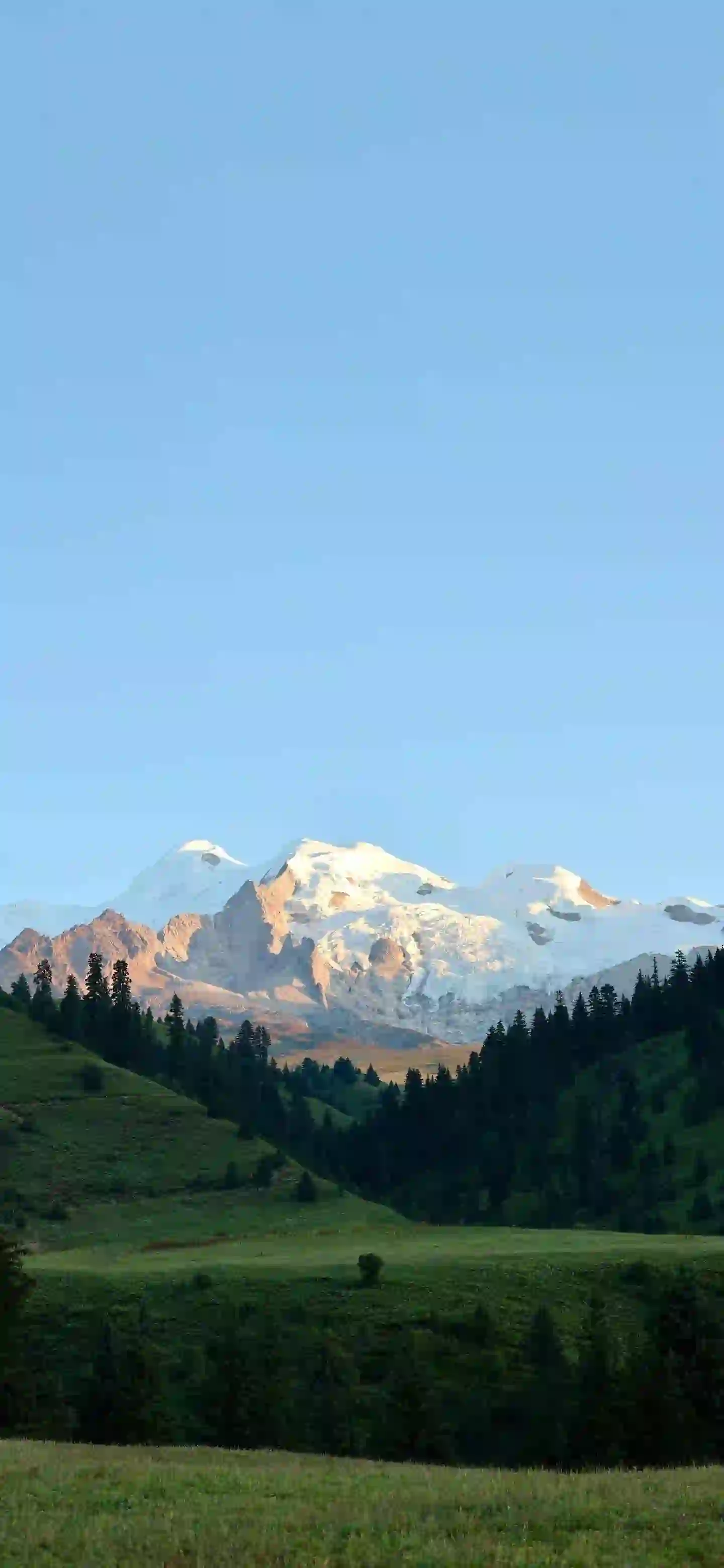 雪山 山 森林