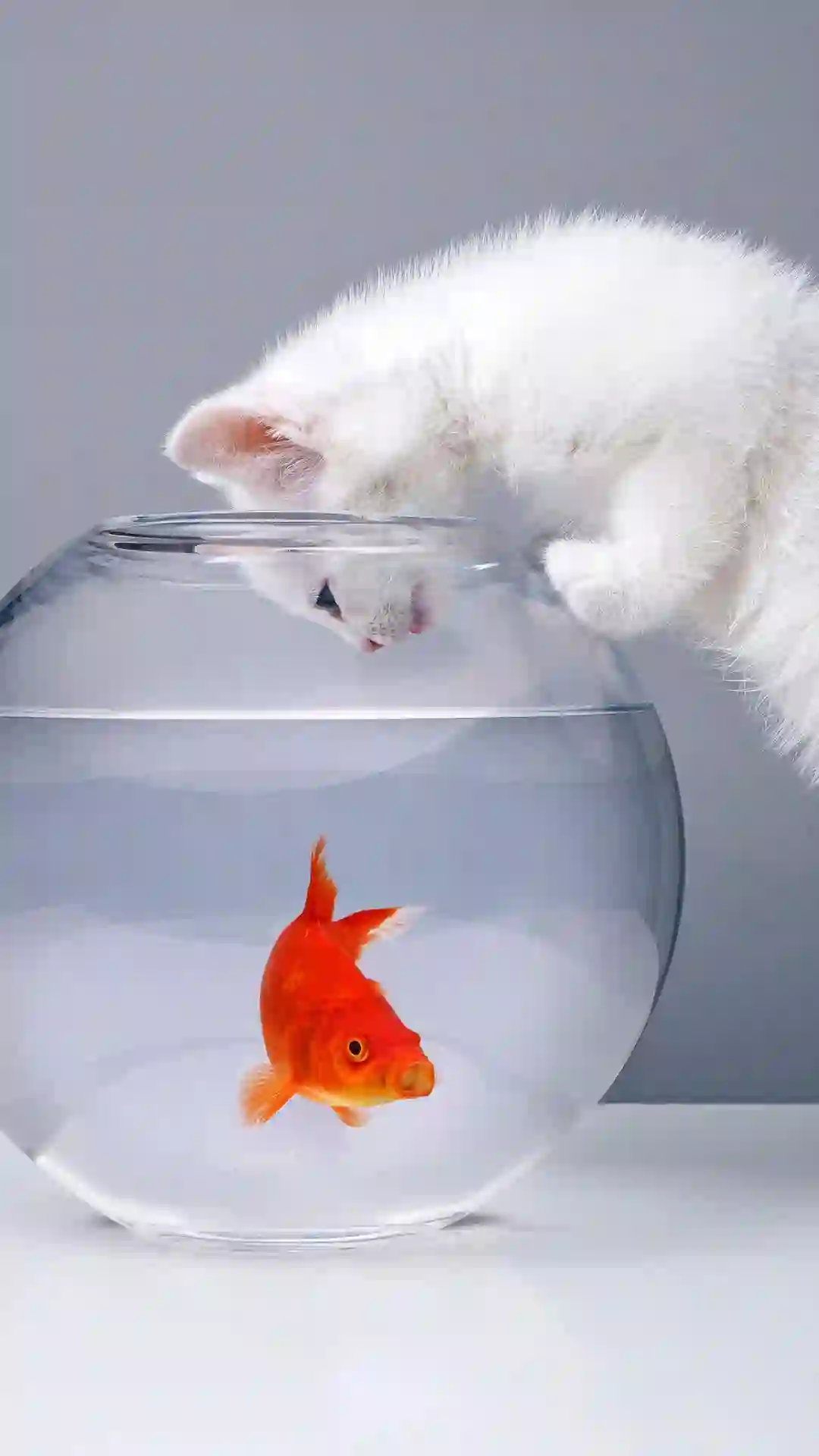 猫咪 金鱼 鱼缸 萌宠 可爱动物