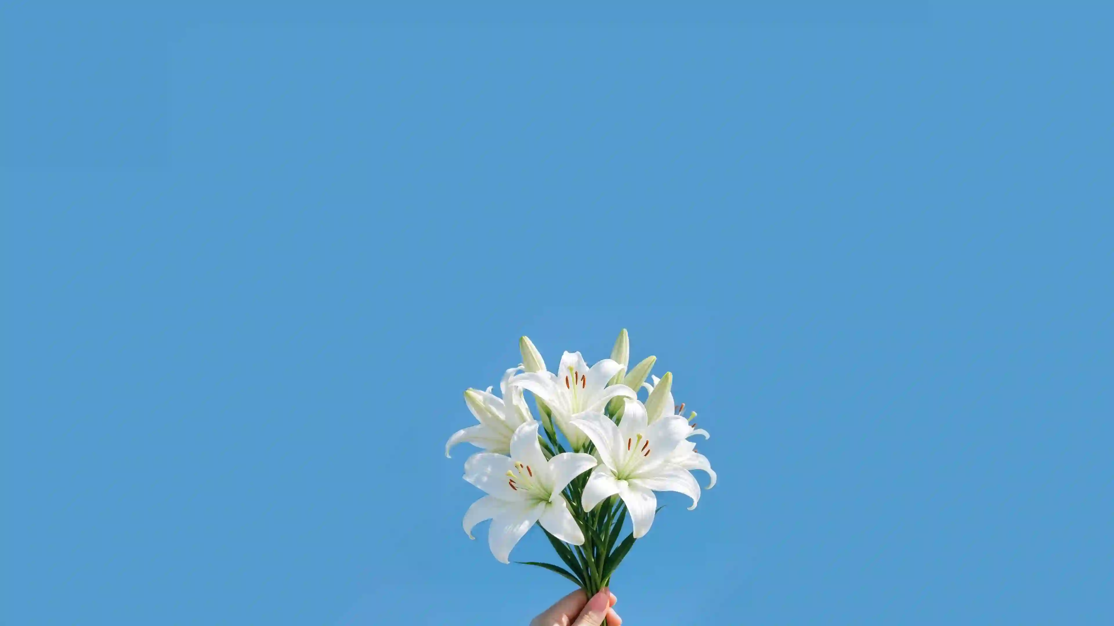 白色百合 花束 蓝天 简约 清新 自然