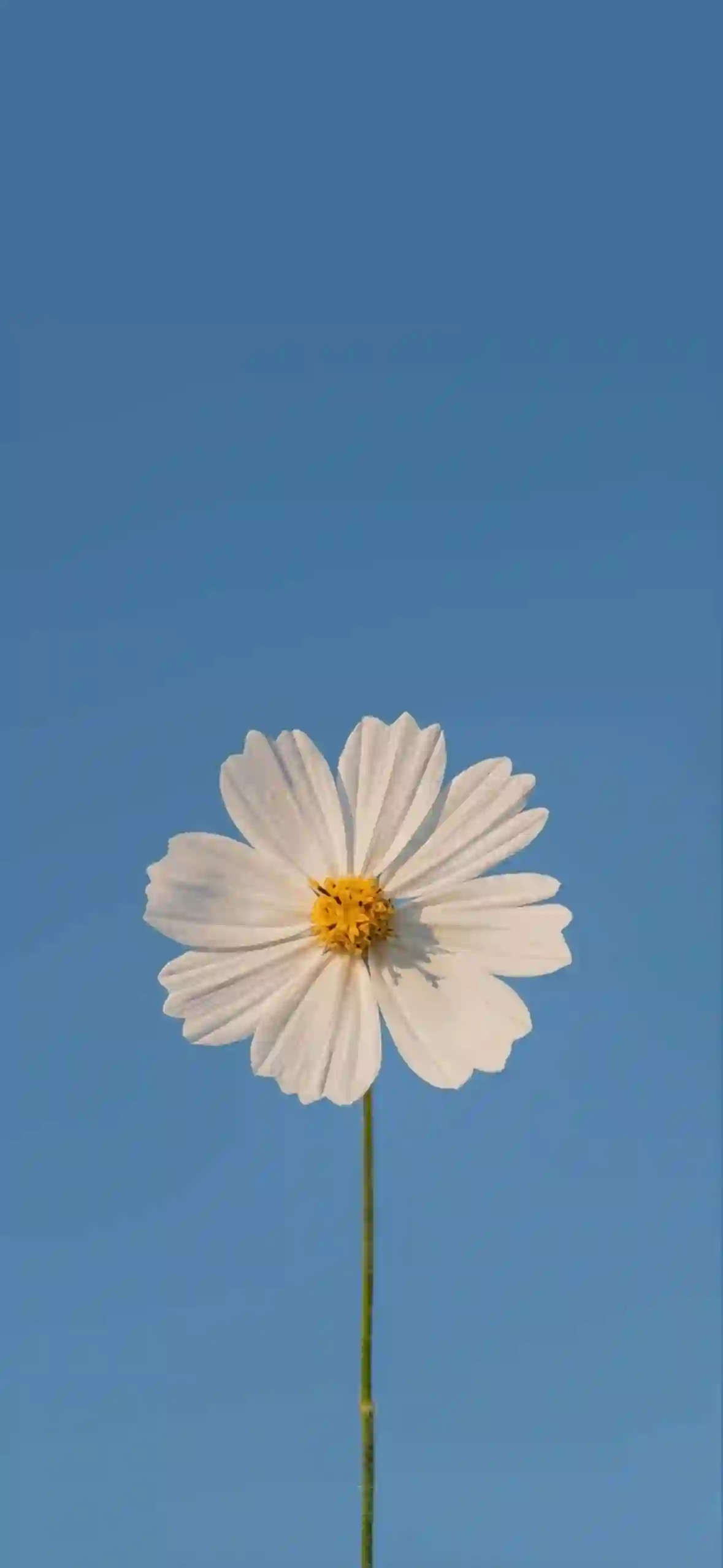 白色波斯菊 蓝天 花卉 简约 极简壁纸