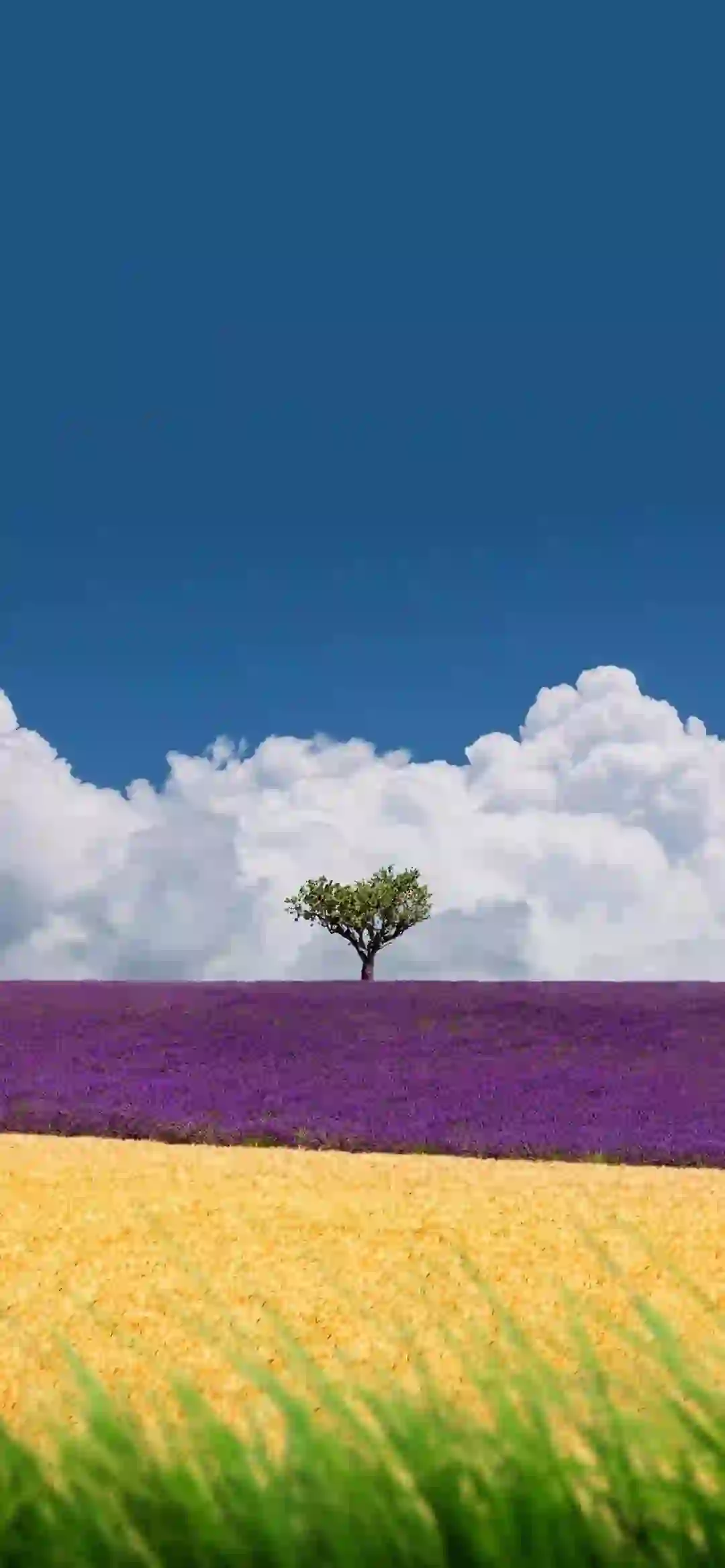 爱心 白色云朵 黄色 紫色