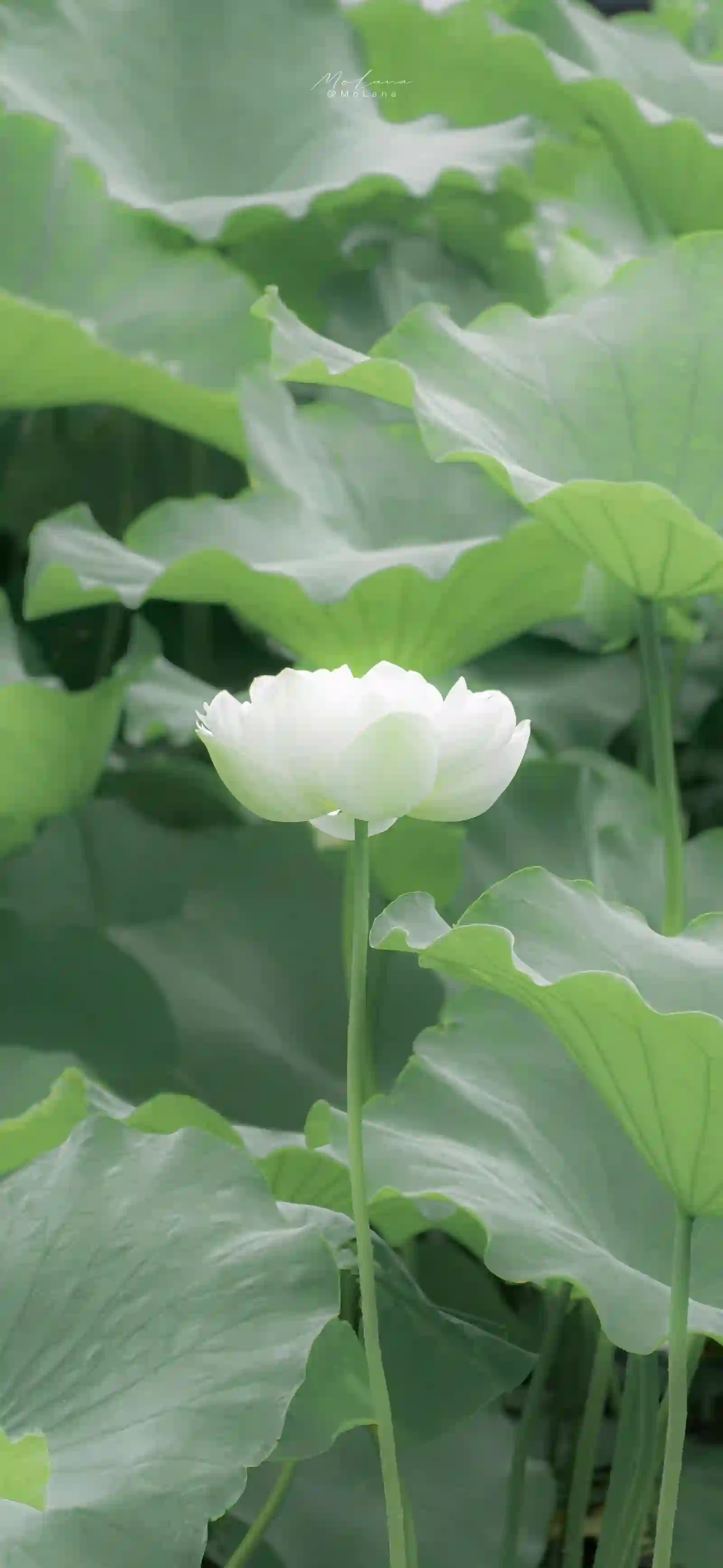 濯清涟而不妖 荷花 白色花朵