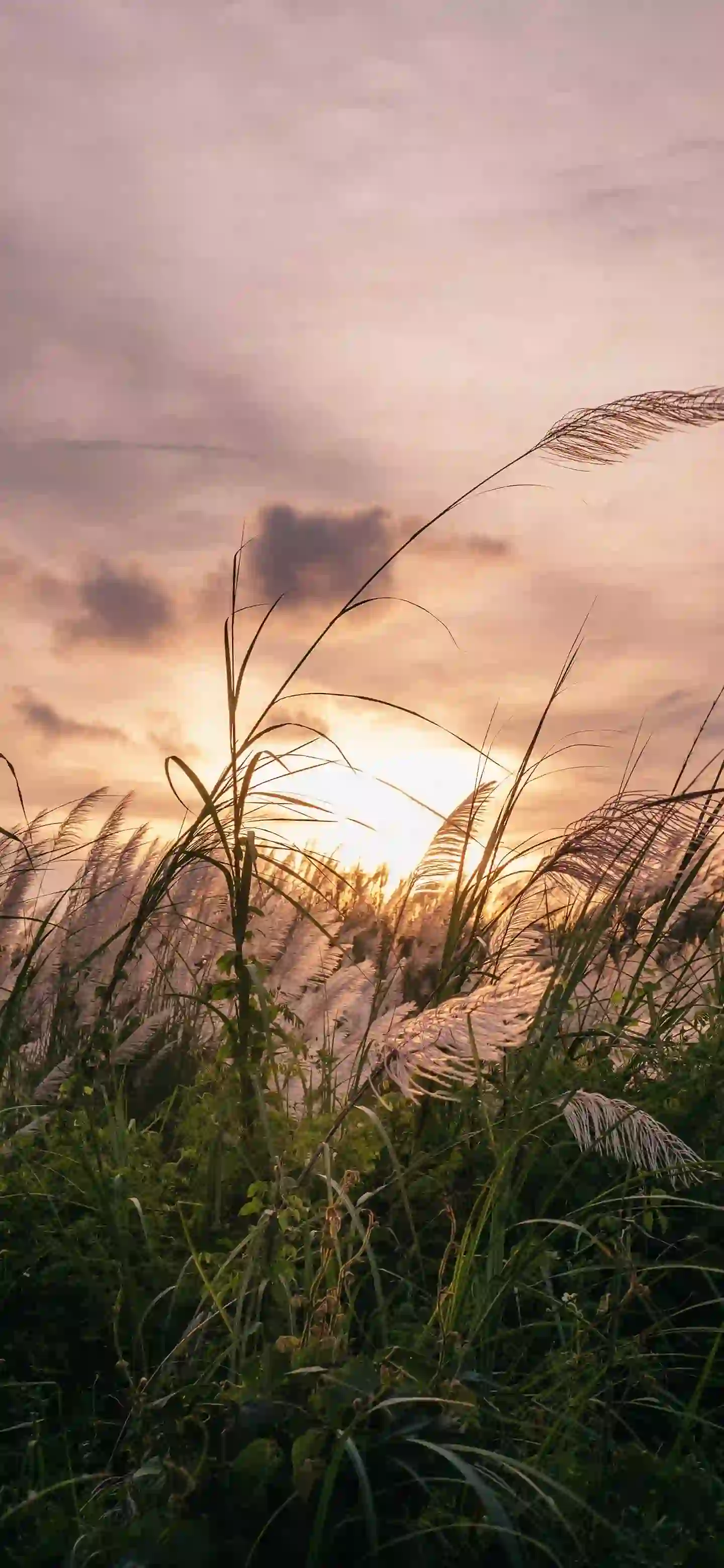 随风飘摇 芦苇 阳光