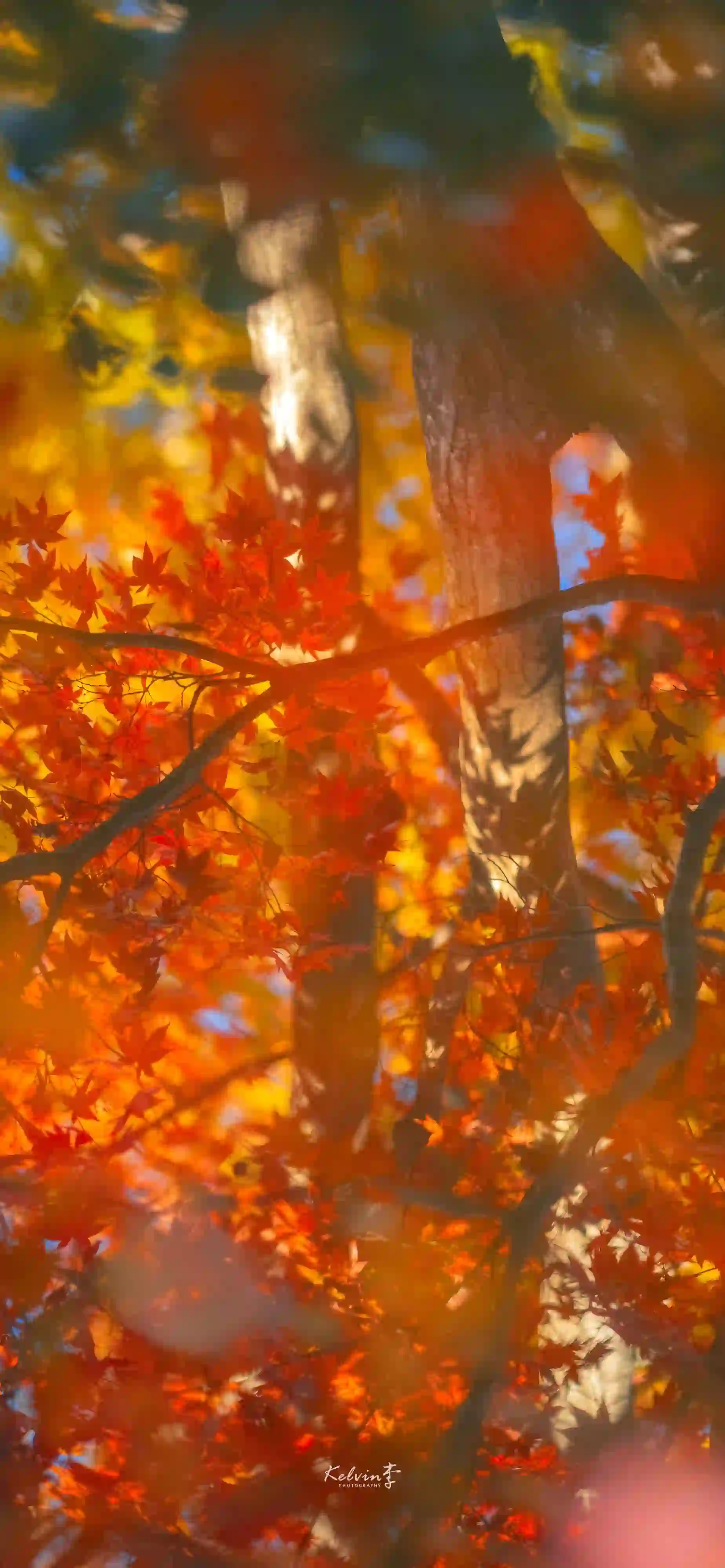 红色枫叶 🍁 朦胧