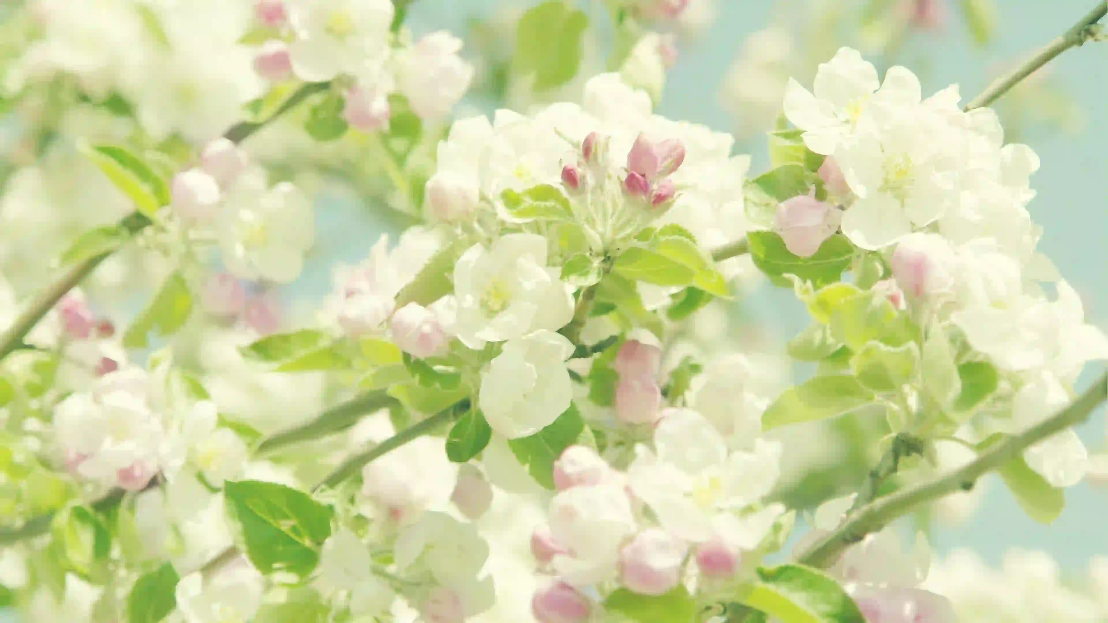 繁花 花朵 春意盎然 白色花朵