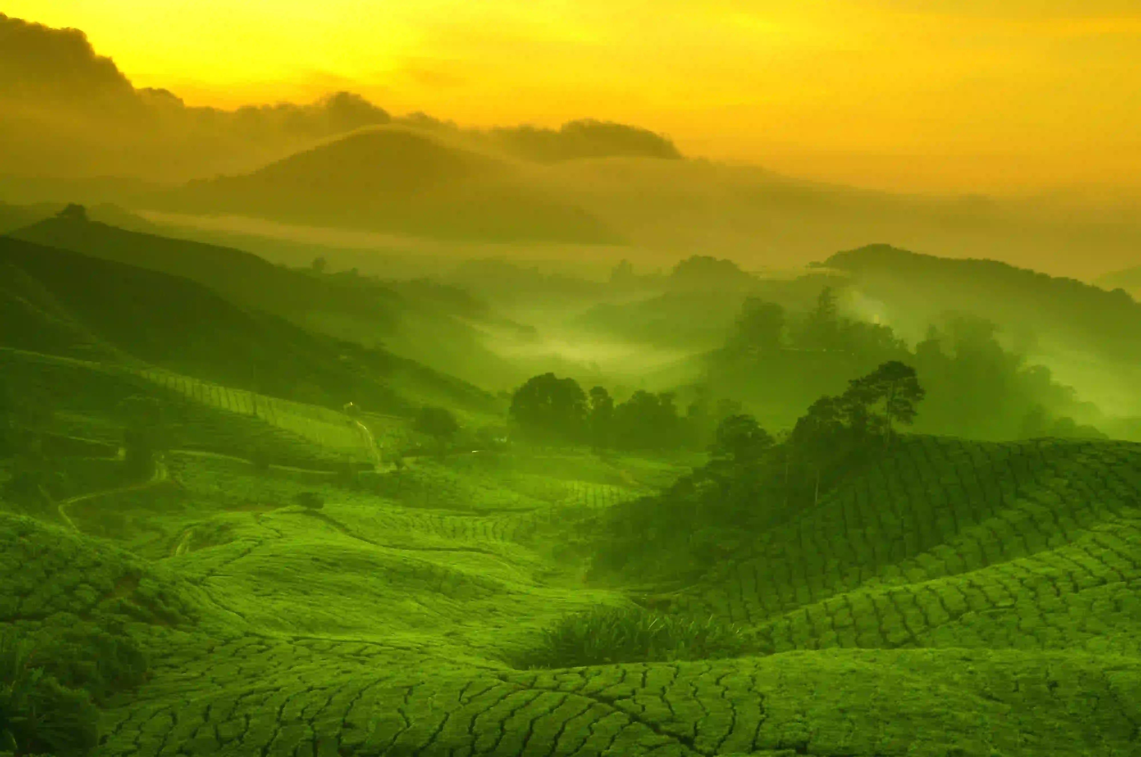 茶园 夕阳 黄昏 山 自然