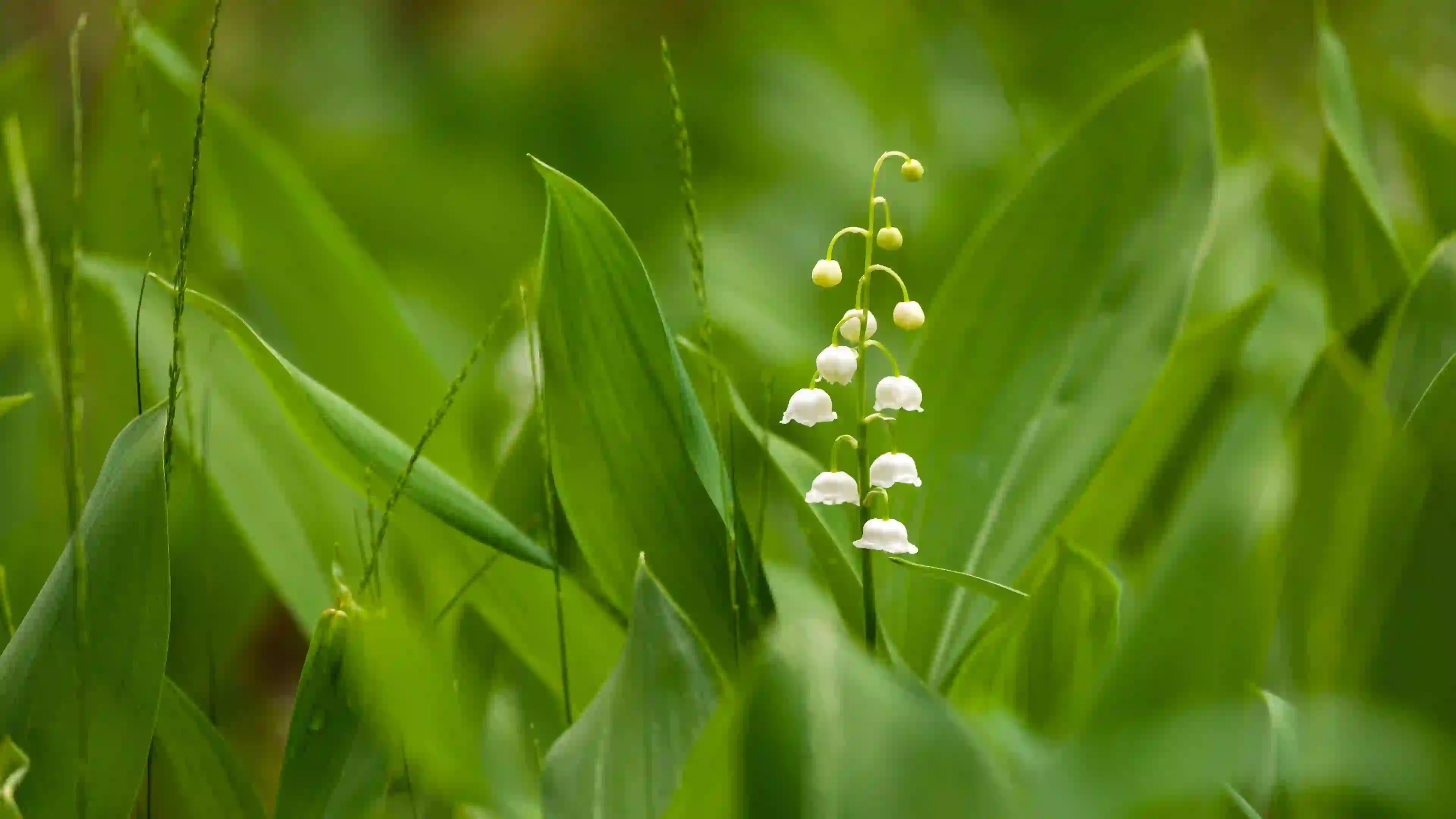 铃兰花 绿色植物 护眼