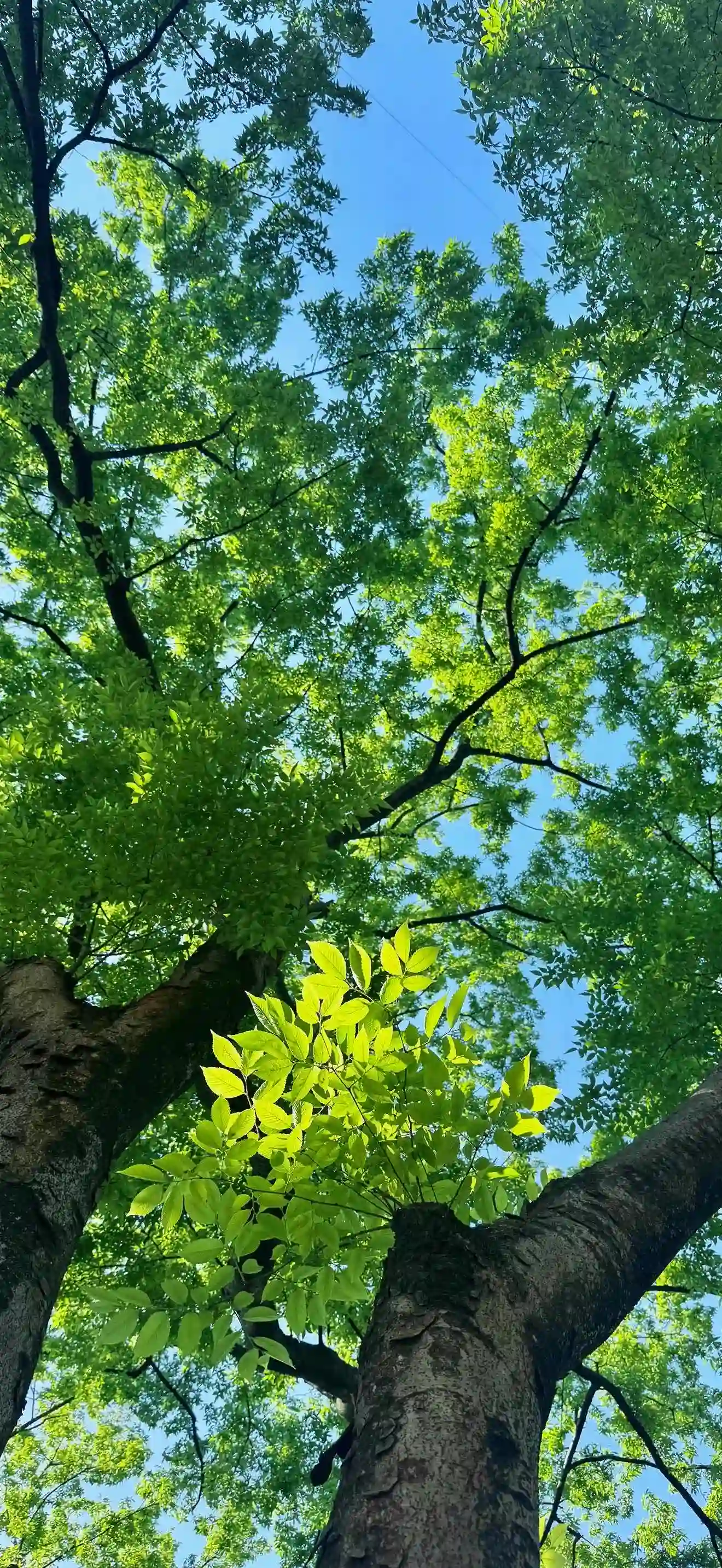 自然 森林 绿色植物 树木