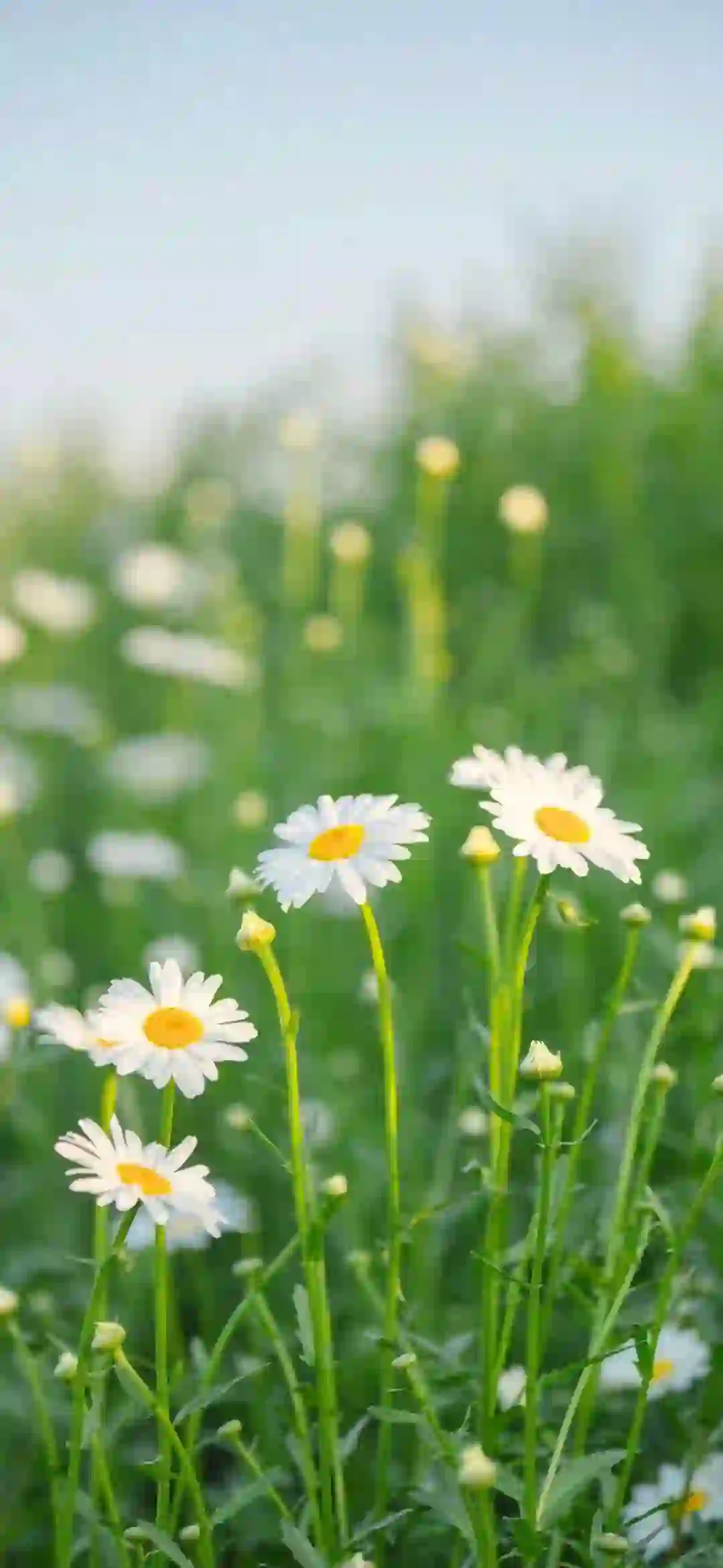花 菊花 白色野菊花 