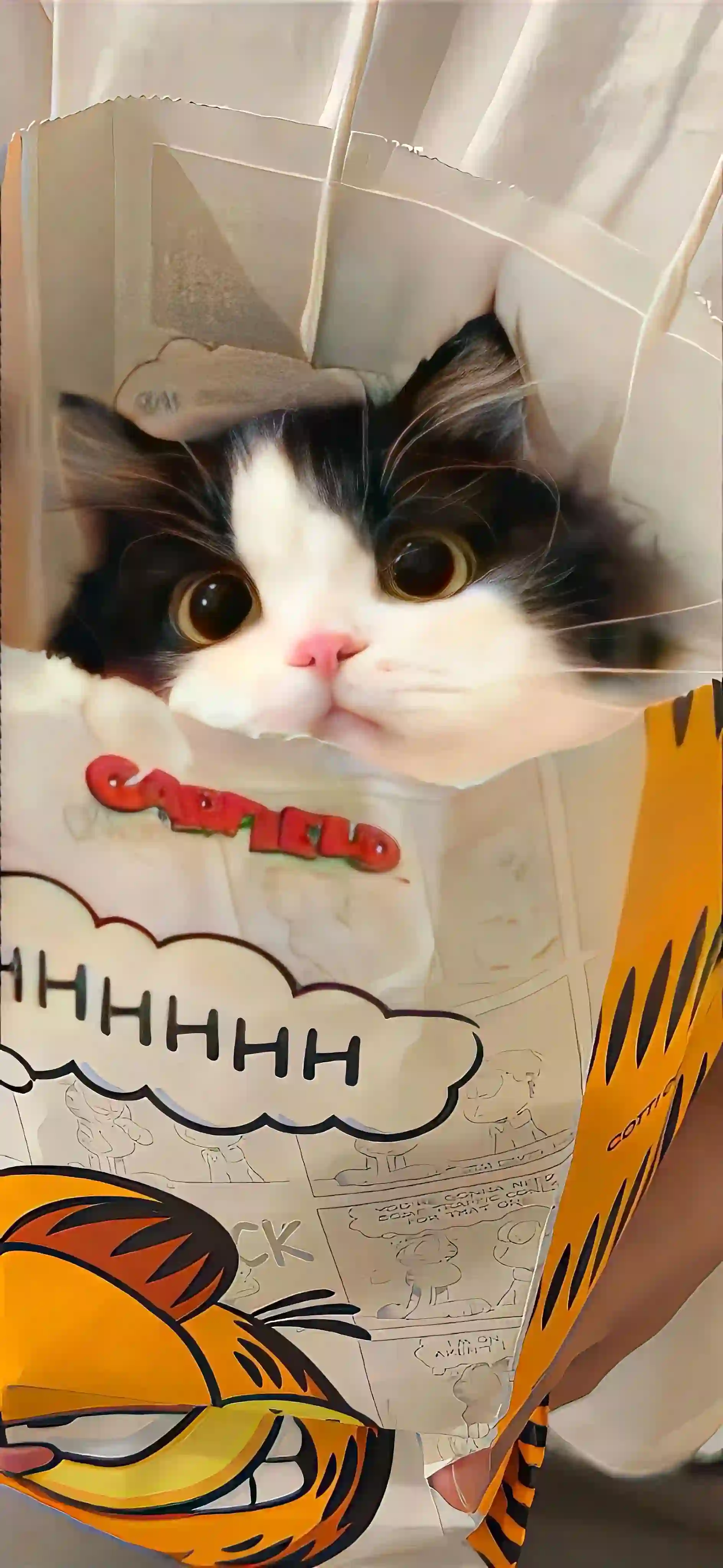 放在袋子里的可爱小猫 可爱萌宠