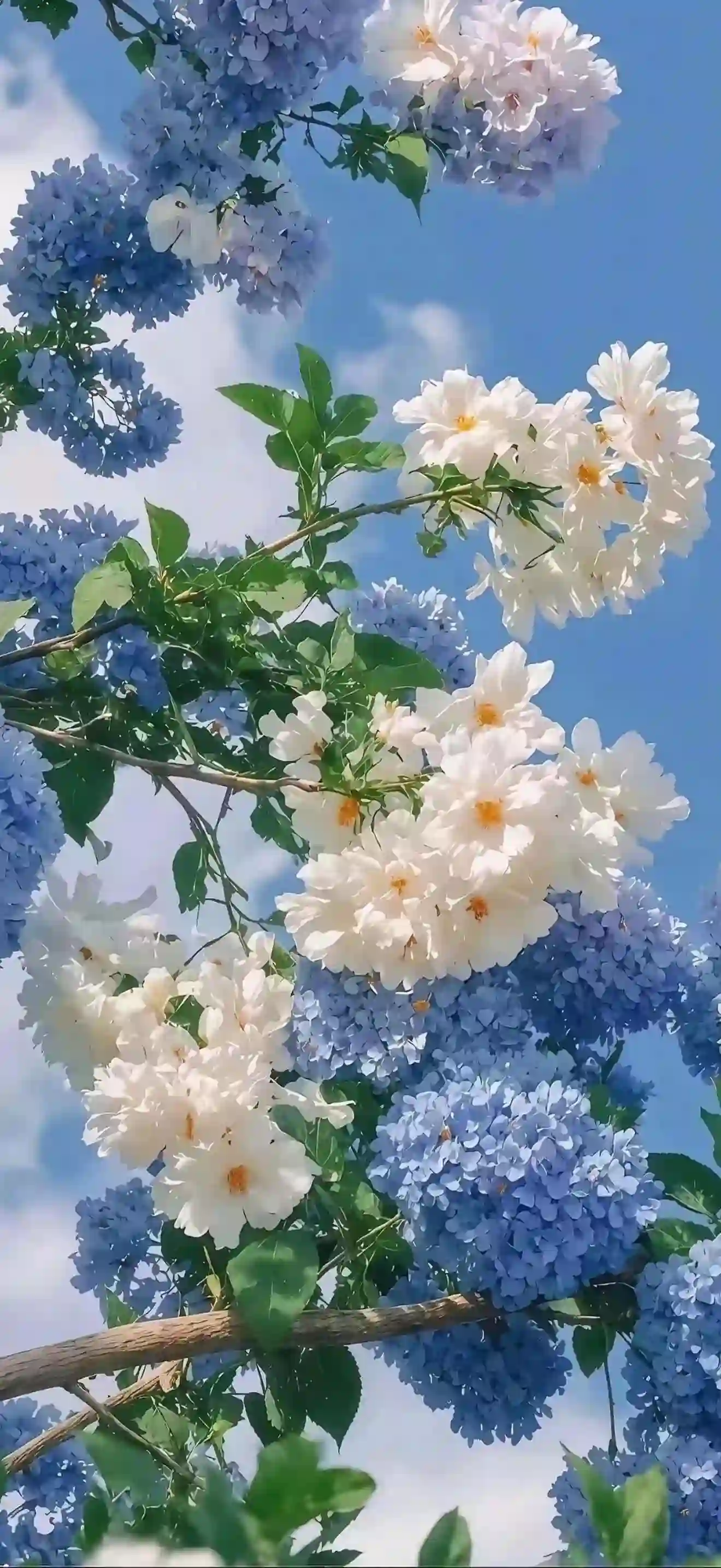 自然 花朵 鲜花 春天气息 白色 蓝色