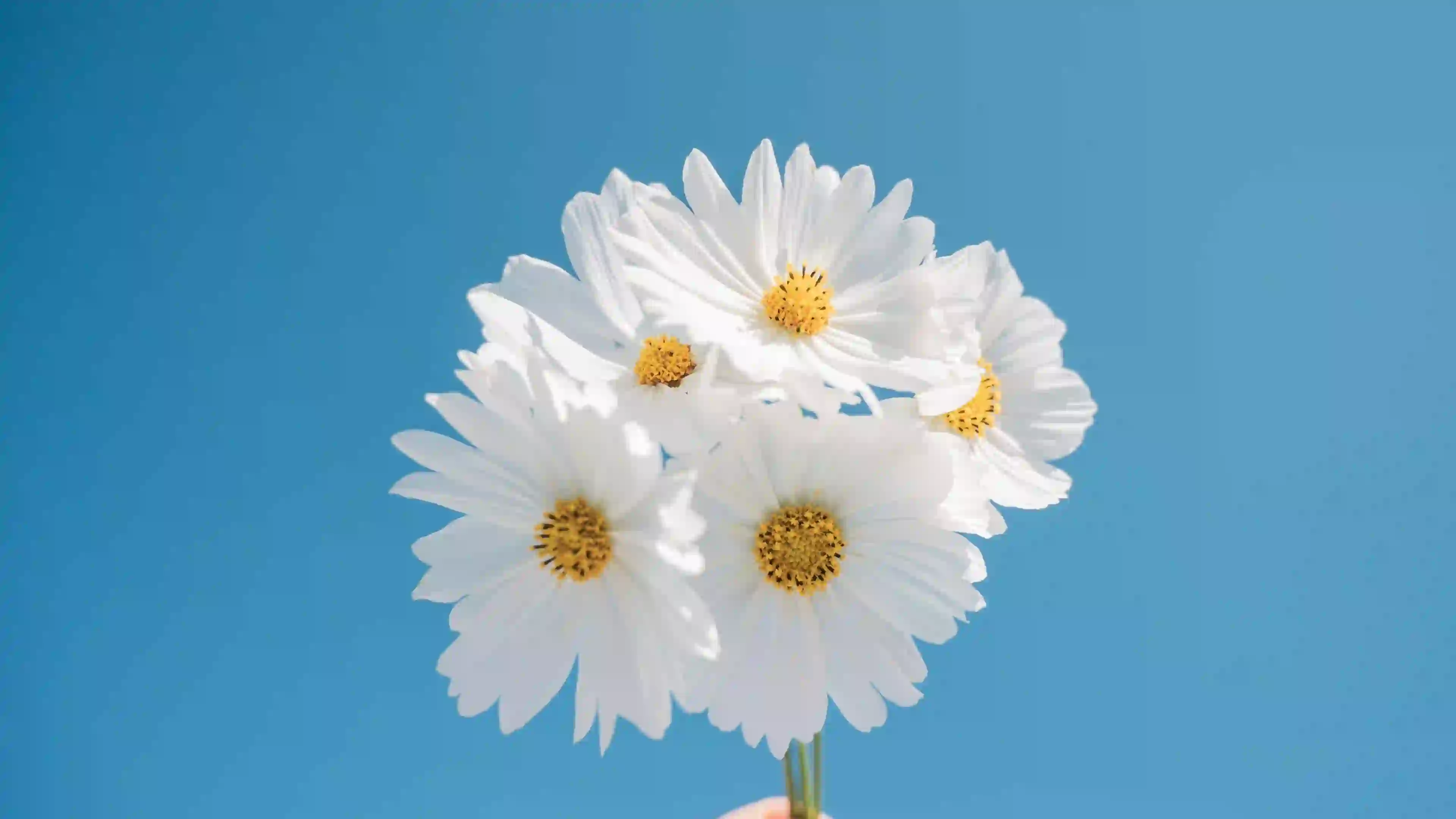 白色花朵 菊花 雏菊 蓝天白云